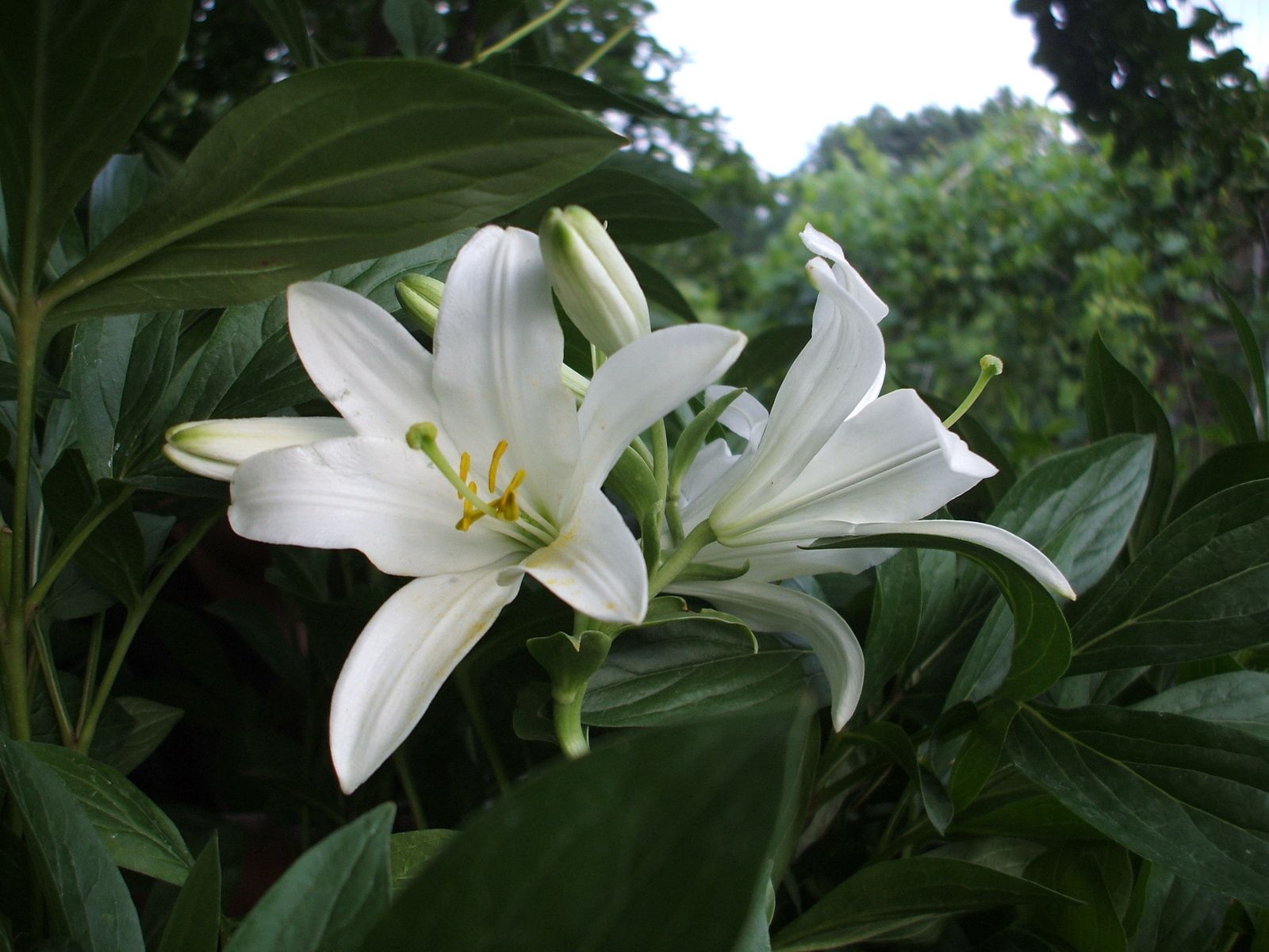 flowers, trees, lilies, white, park, greens, flower bed, flowerbed