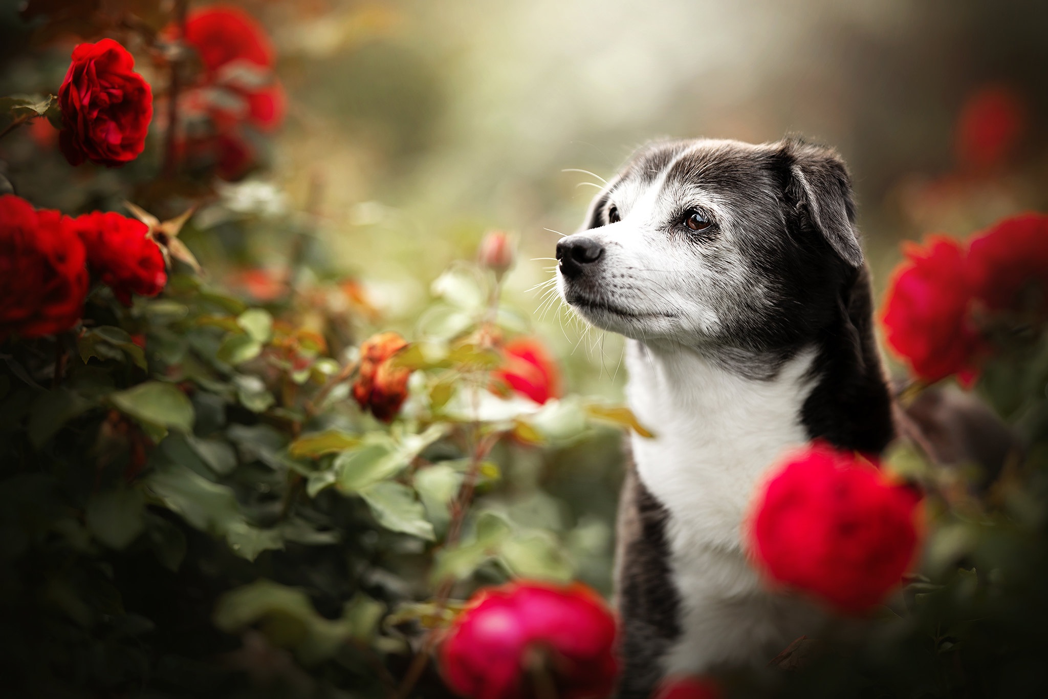 Handy-Wallpaper Tiere, Hunde, Rose, Hund, Rote Blume kostenlos herunterladen.