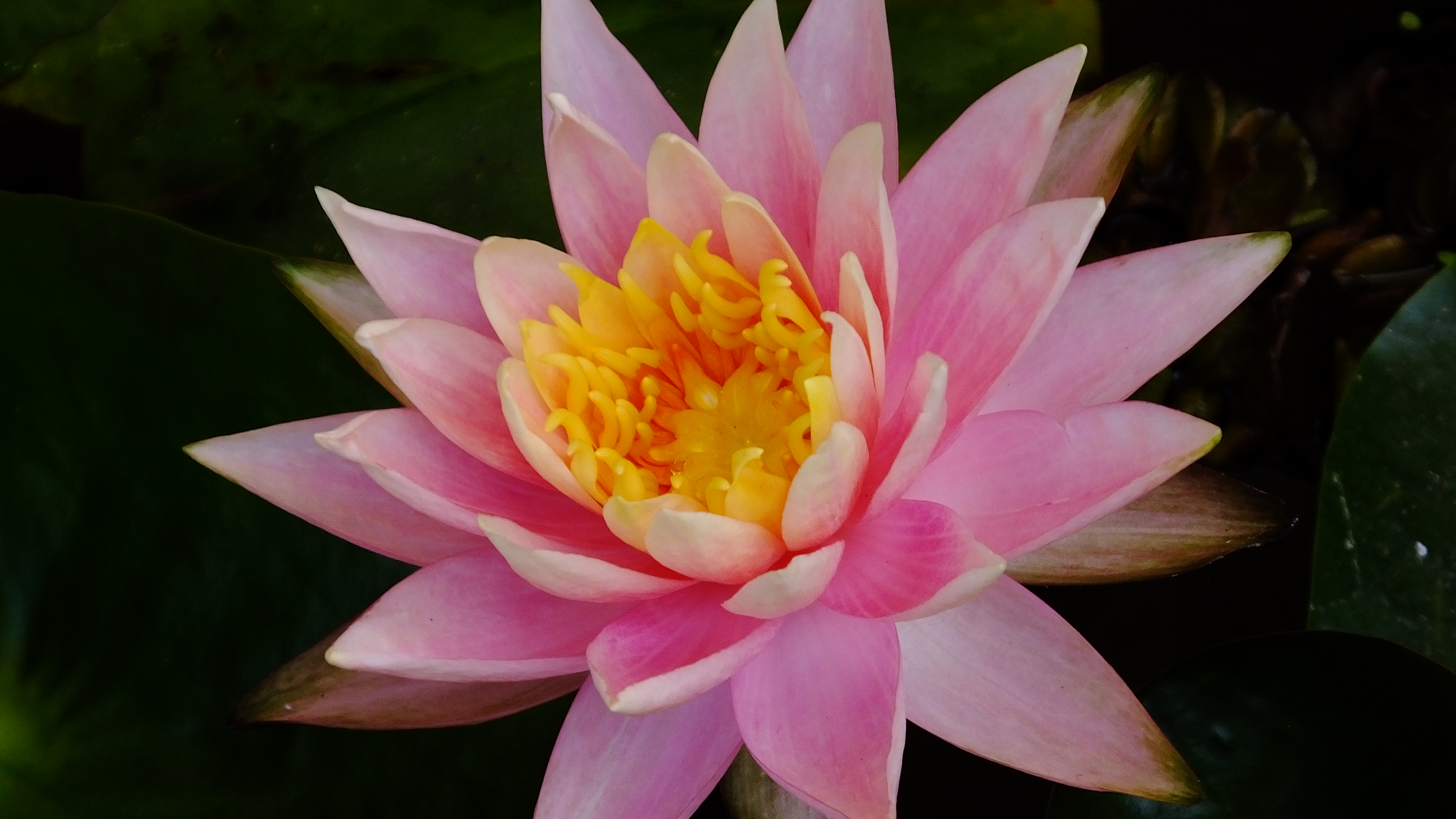 Download mobile wallpaper Water Lily, Pink Flower, Macro, Petal, Flowers, Flower, Earth for free.