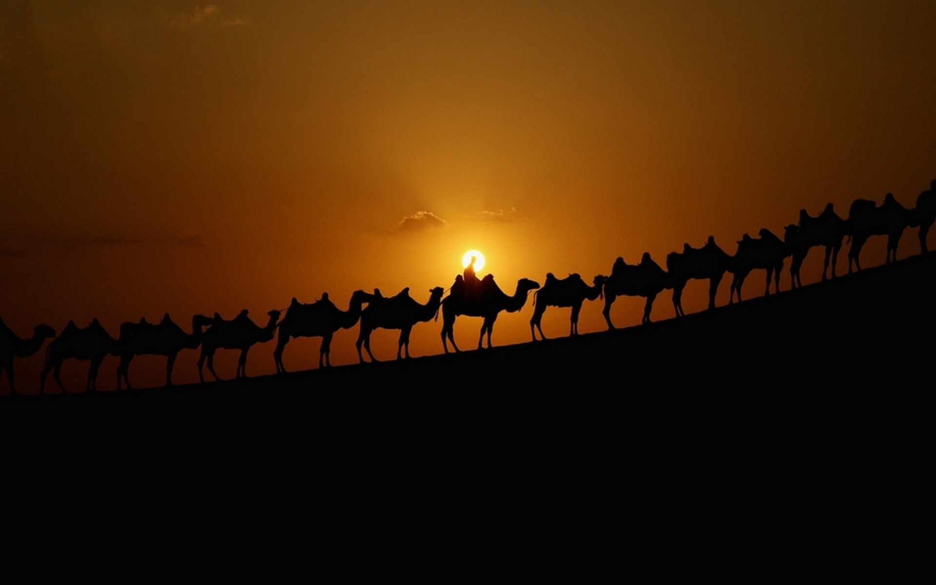 608042 Bild herunterladen tiere, kamel - Hintergrundbilder und Bildschirmschoner kostenlos