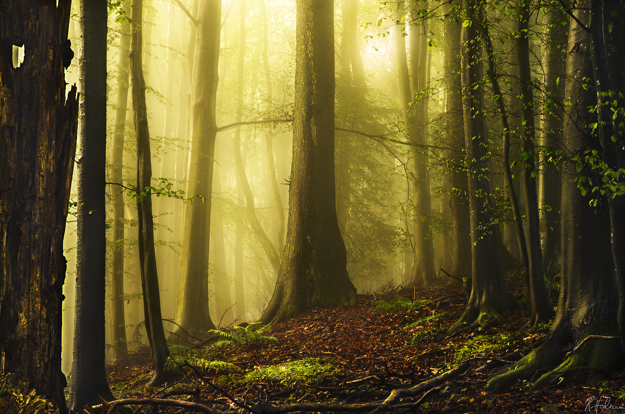 Download mobile wallpaper Forest, Earth for free.