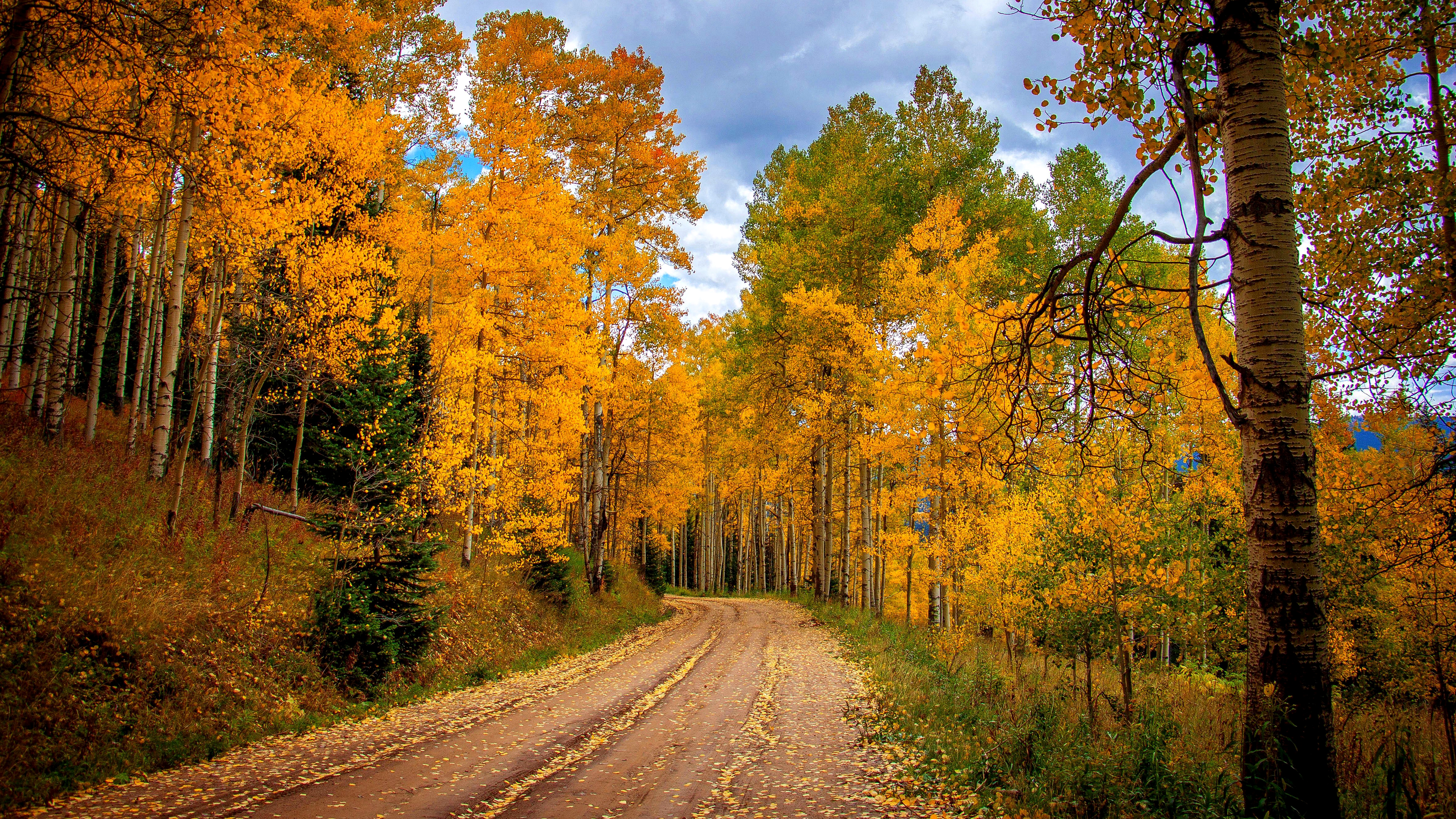 Free download wallpaper Nature, Road, Forest, Tree, Fall, Man Made on your PC desktop