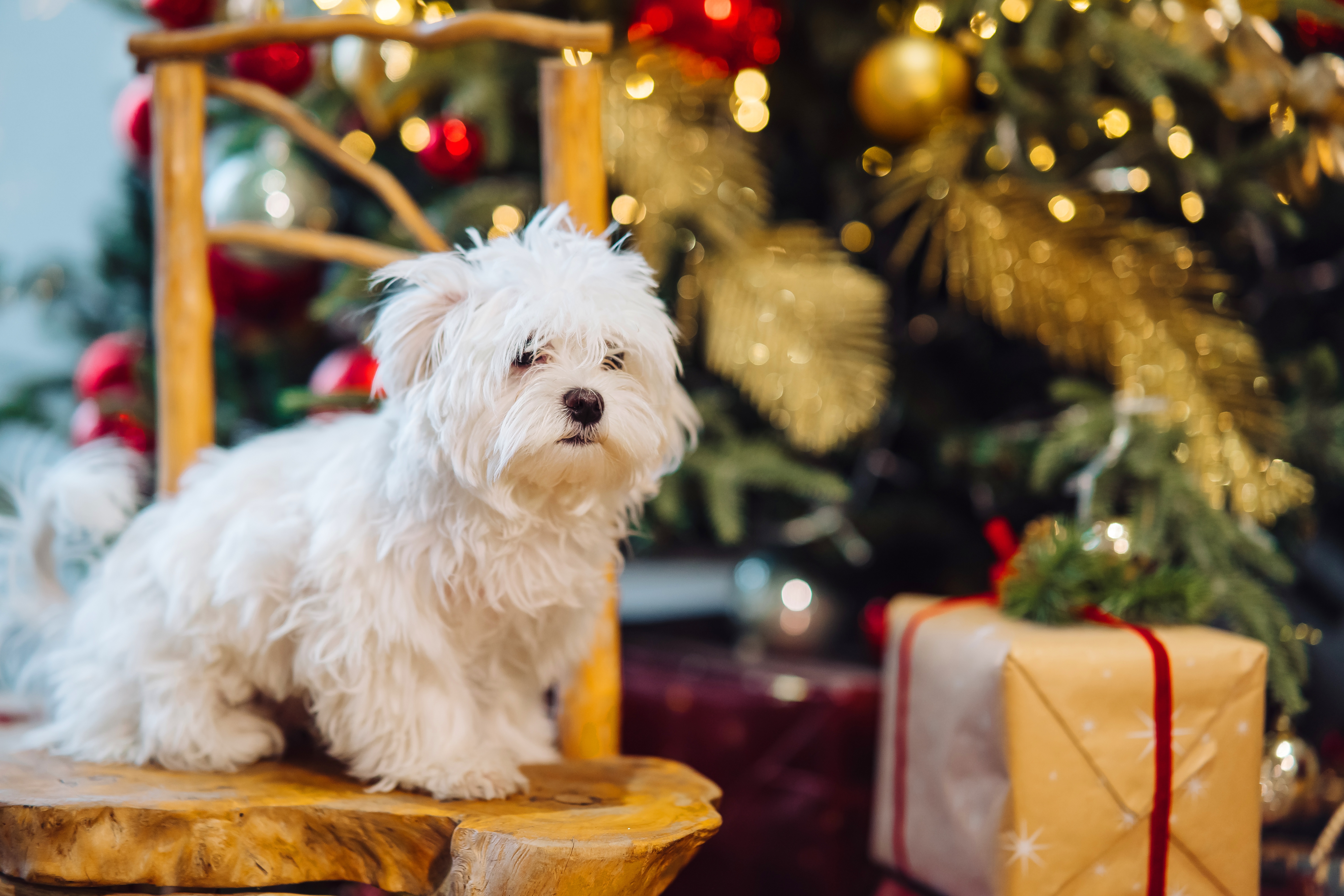 Téléchargez gratuitement l'image Animaux, Chiens, Chien sur le bureau de votre PC