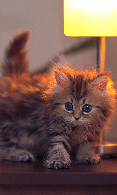 Download mobile wallpaper Cats, Cat, Kitten, Animal, Cute, Baby Animal for free.