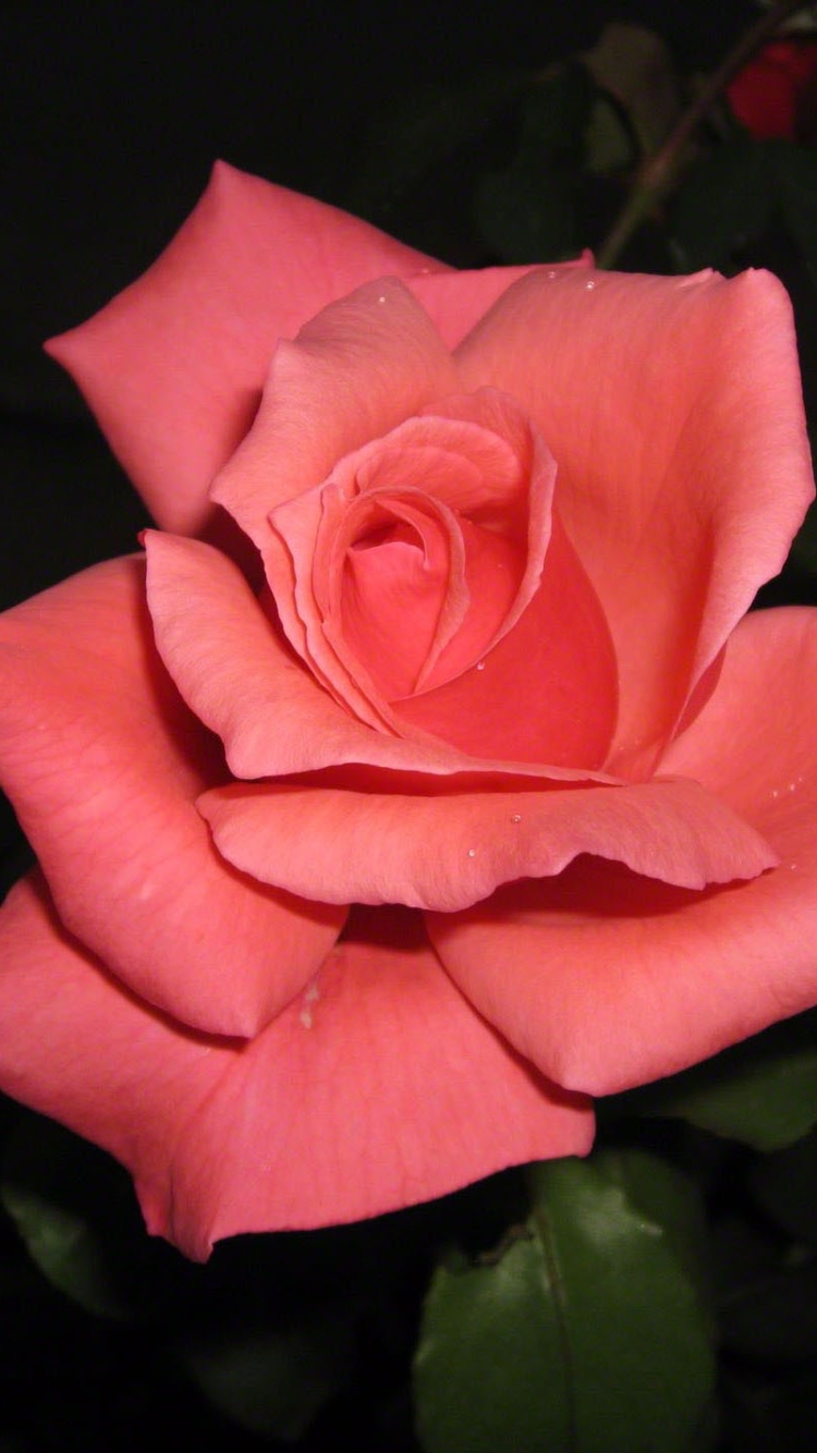Скачать картинку Природа, Роза, Крупный План, Земля/природа, Розовый Цветок, Розовая Роза, Флауэрсы в телефон бесплатно.