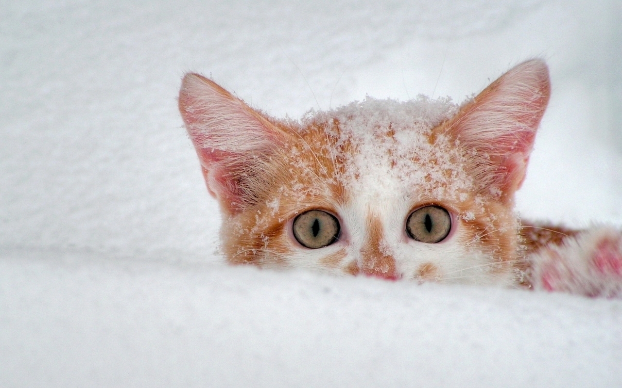 無料モバイル壁紙動物, キャッツ, 雪をダウンロードします。