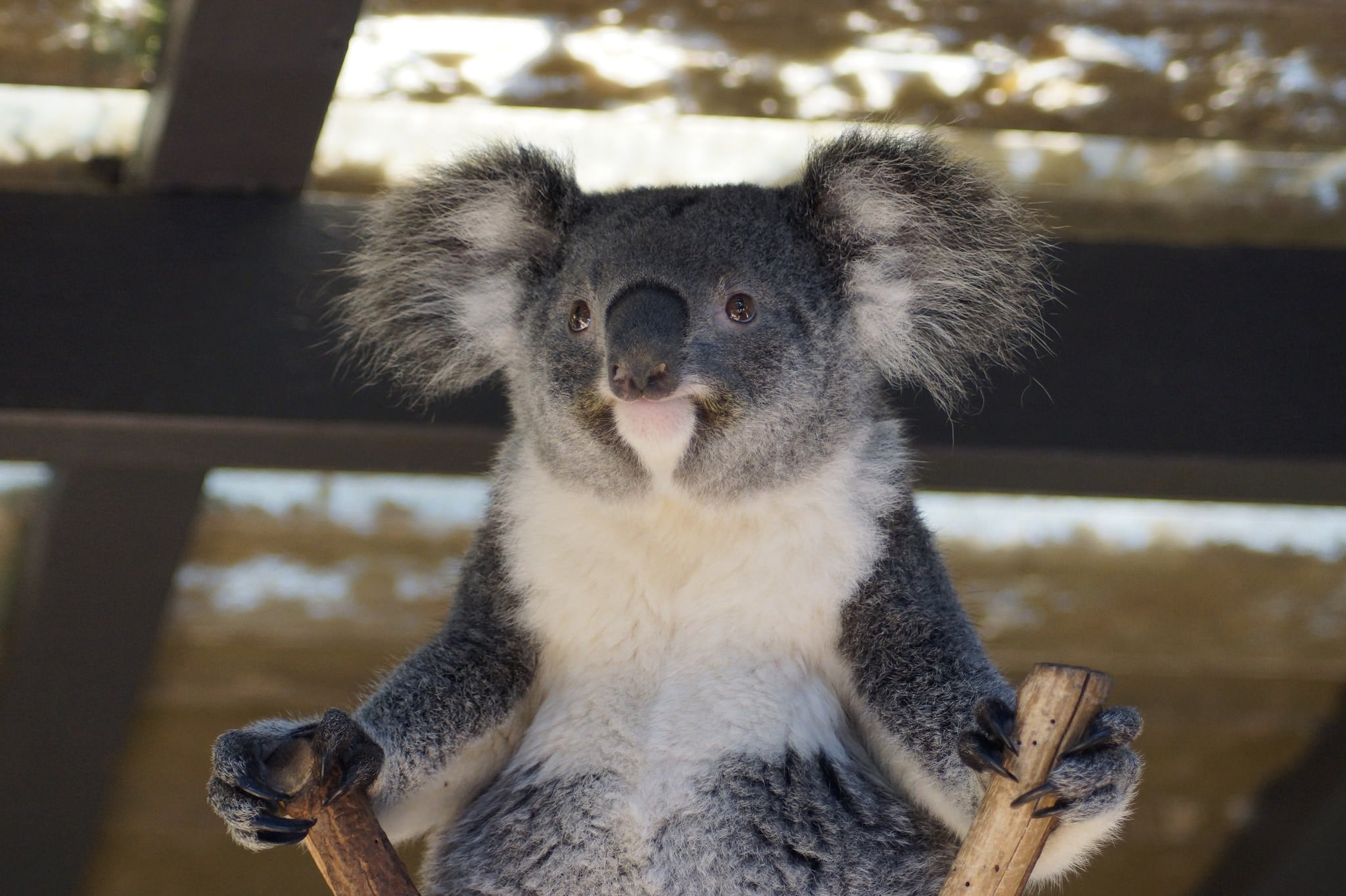 無料モバイル壁紙動物, コアラをダウンロードします。