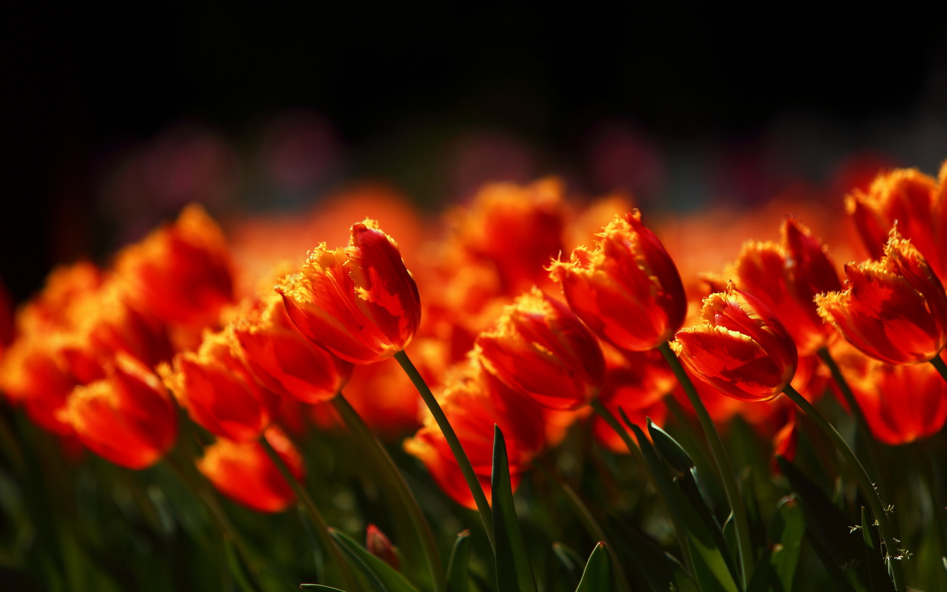 Download mobile wallpaper Tulip, Flowers, Flower, Earth for free.