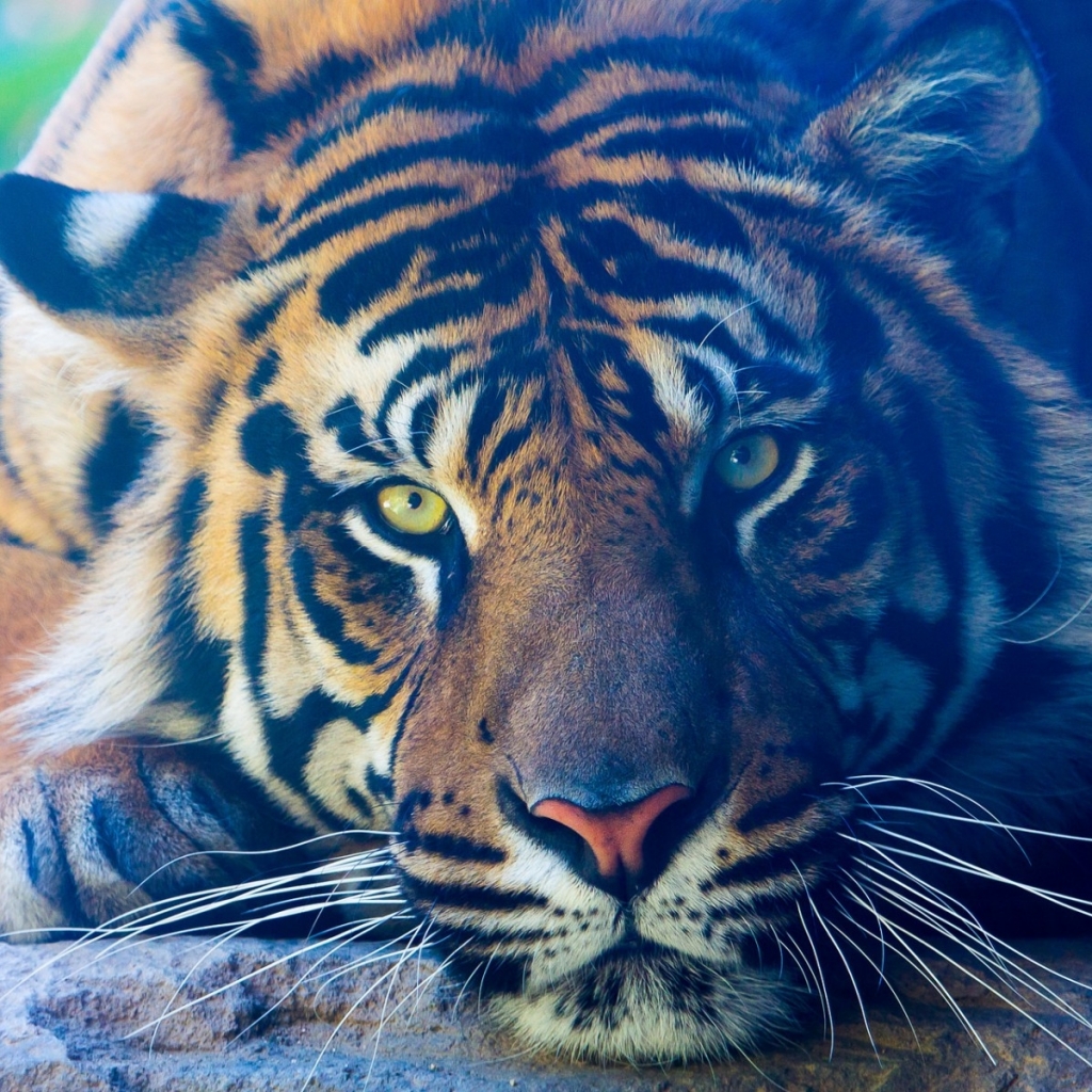 Download mobile wallpaper Cats, Close Up, Tiger, Animal for free.