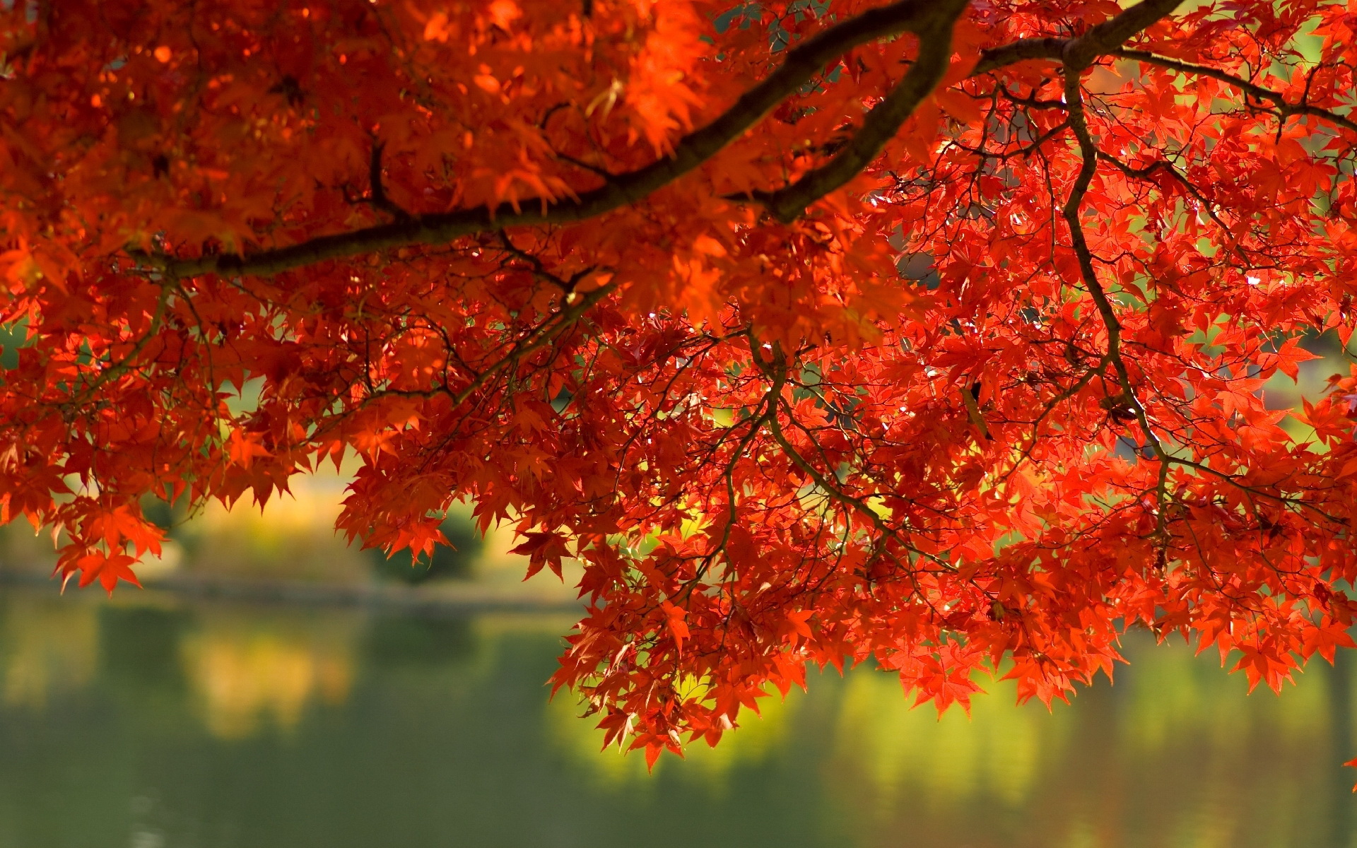 Скачать обои бесплатно Природа, Деревья, Осень, Дерево, Земля/природа картинка на рабочий стол ПК