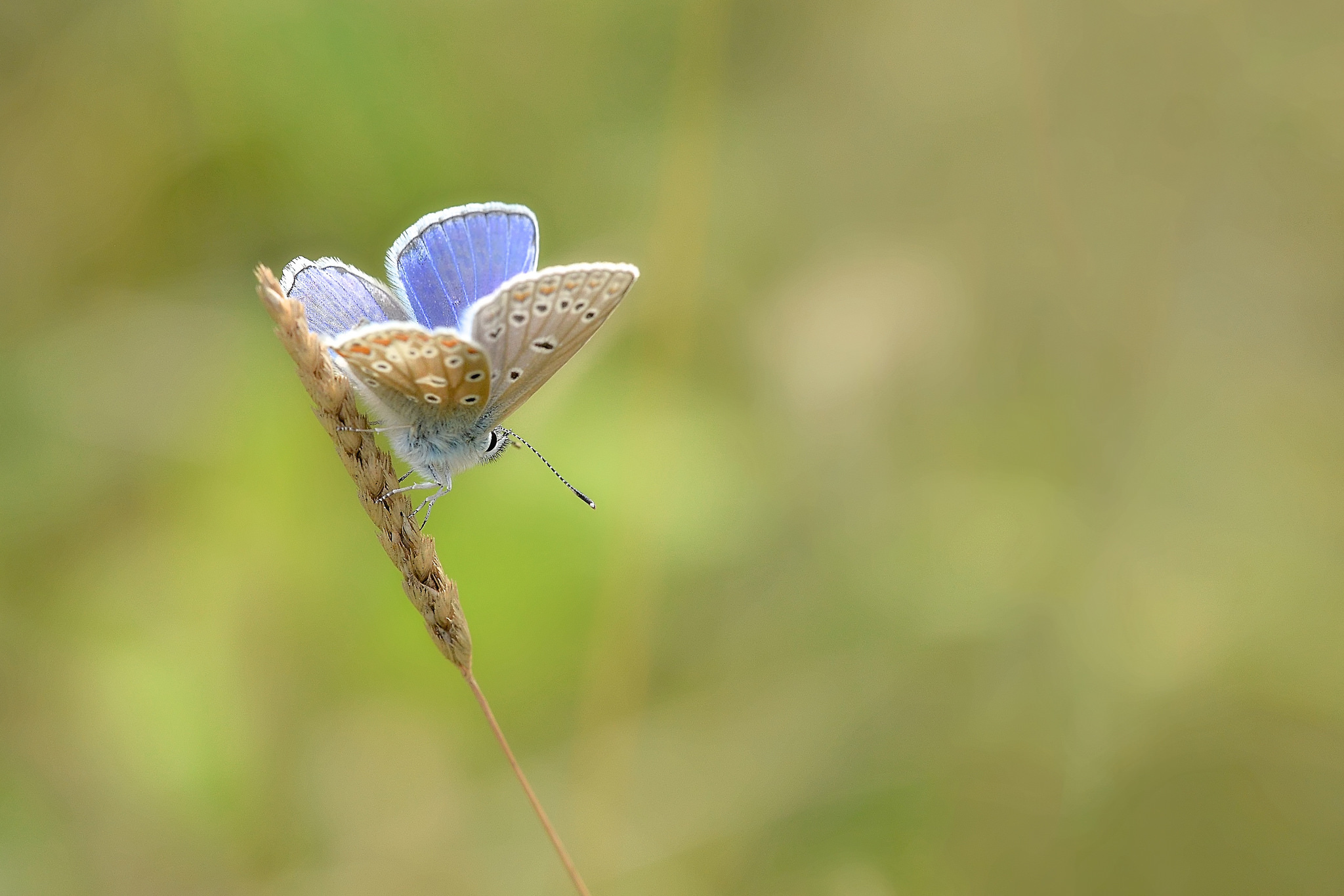 Laden Sie das Tiere, Schmetterlinge, Makro, Insekt-Bild kostenlos auf Ihren PC-Desktop herunter