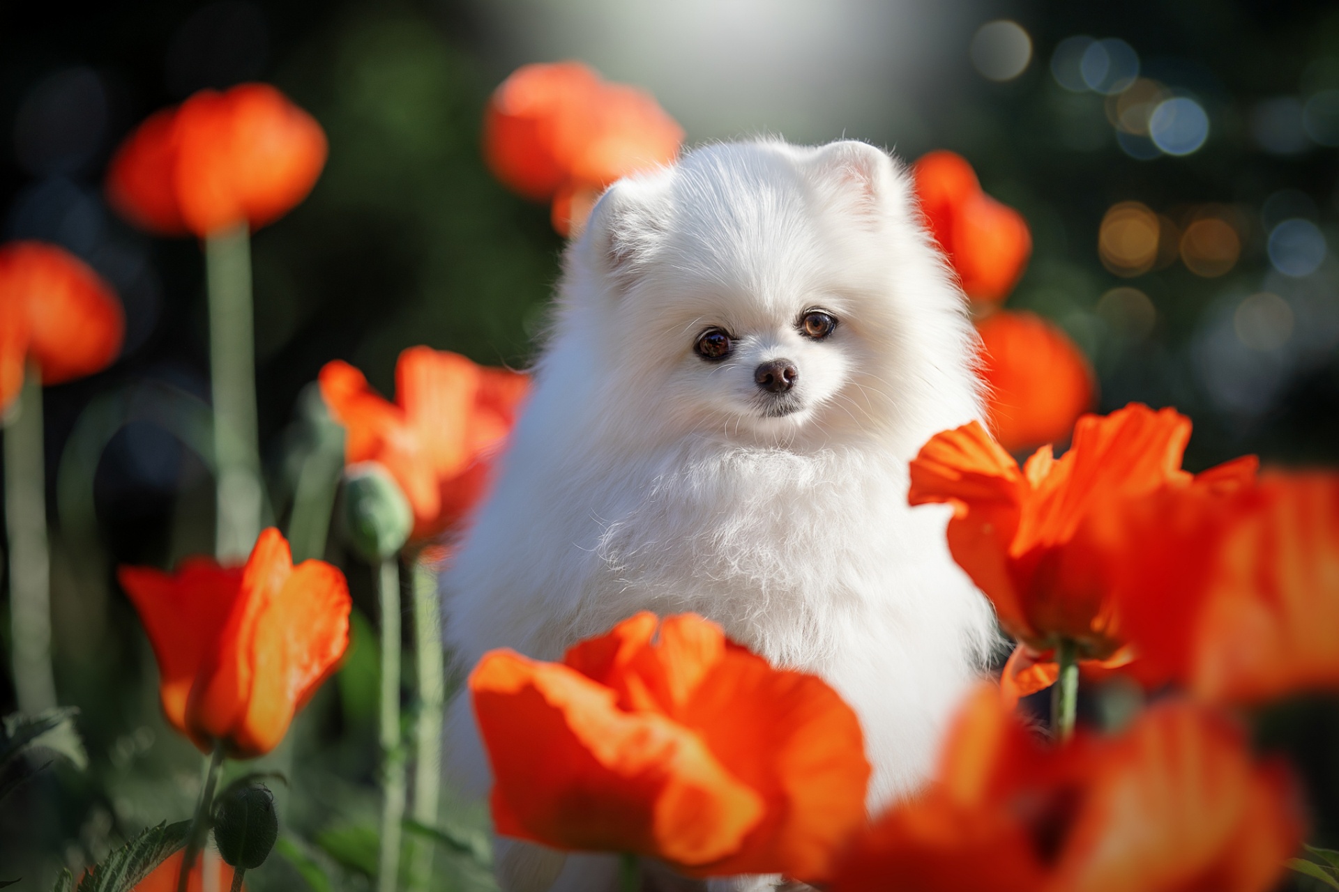 Download mobile wallpaper Dogs, Flower, Dog, Animal, Poppy, Spitz, Red Flower for free.