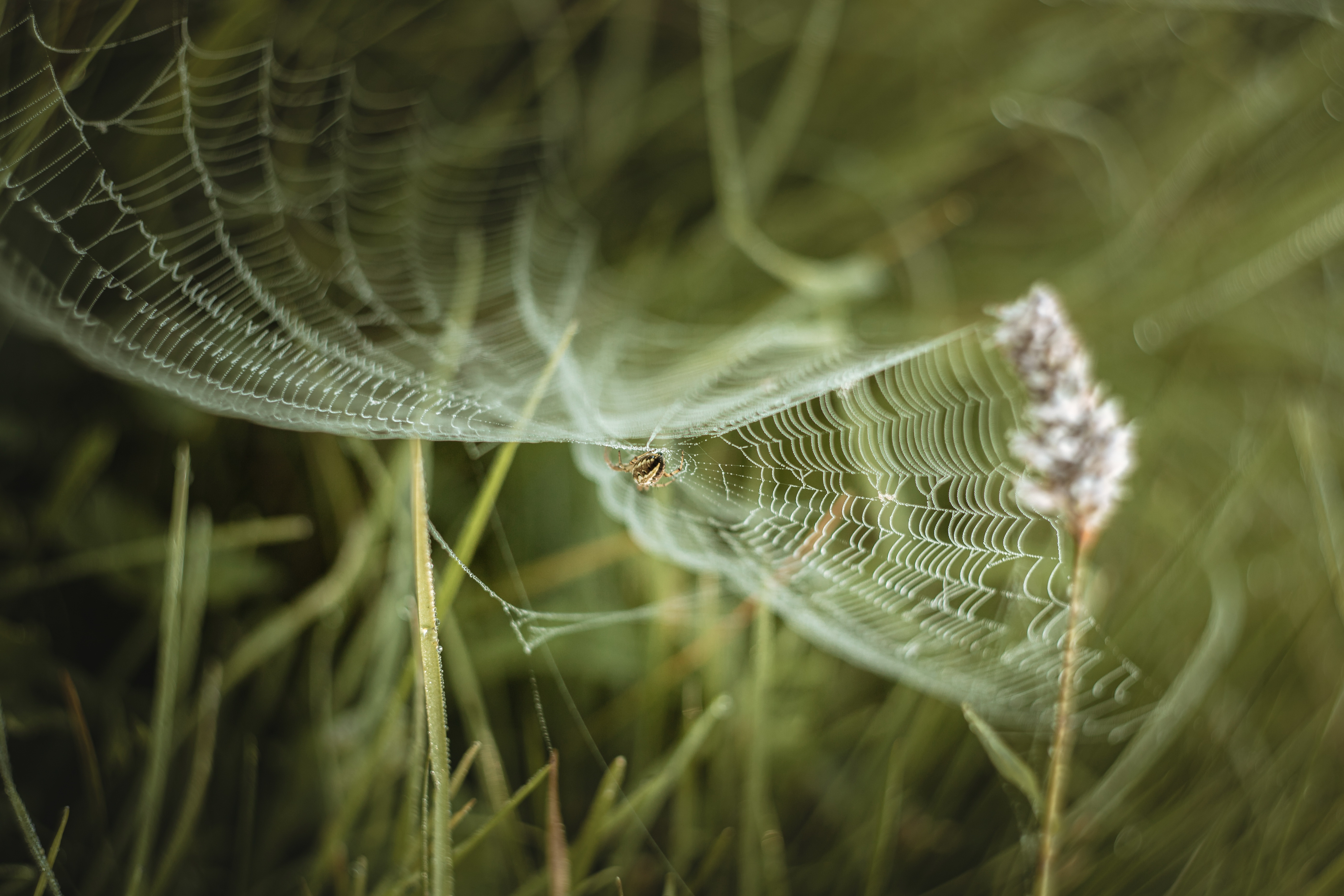 Download mobile wallpaper Spiders, Macro, Animal, Spider, Arachnid, Spider Web for free.