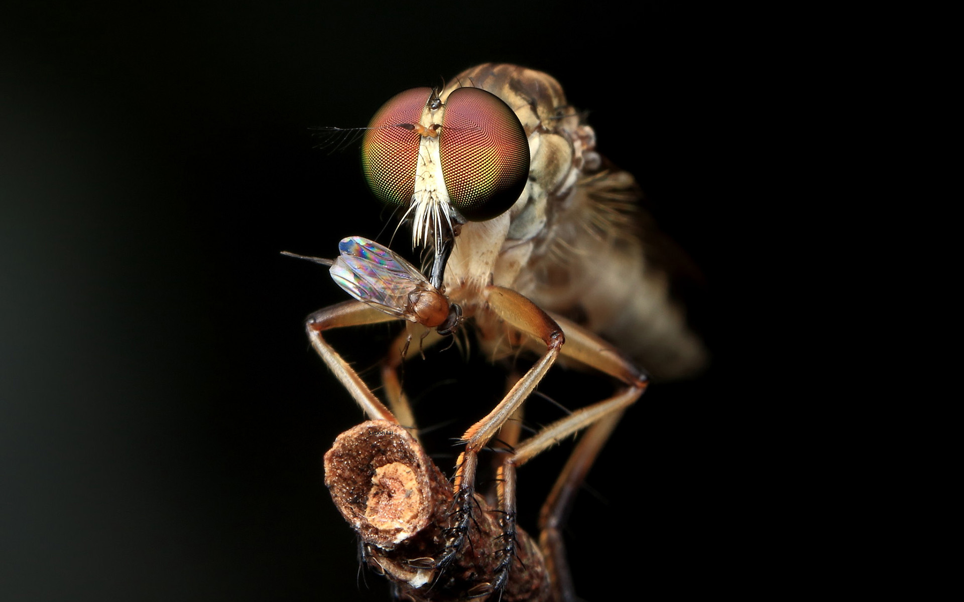 Laden Sie das Tiere, Fliegen, Biene-Bild kostenlos auf Ihren PC-Desktop herunter
