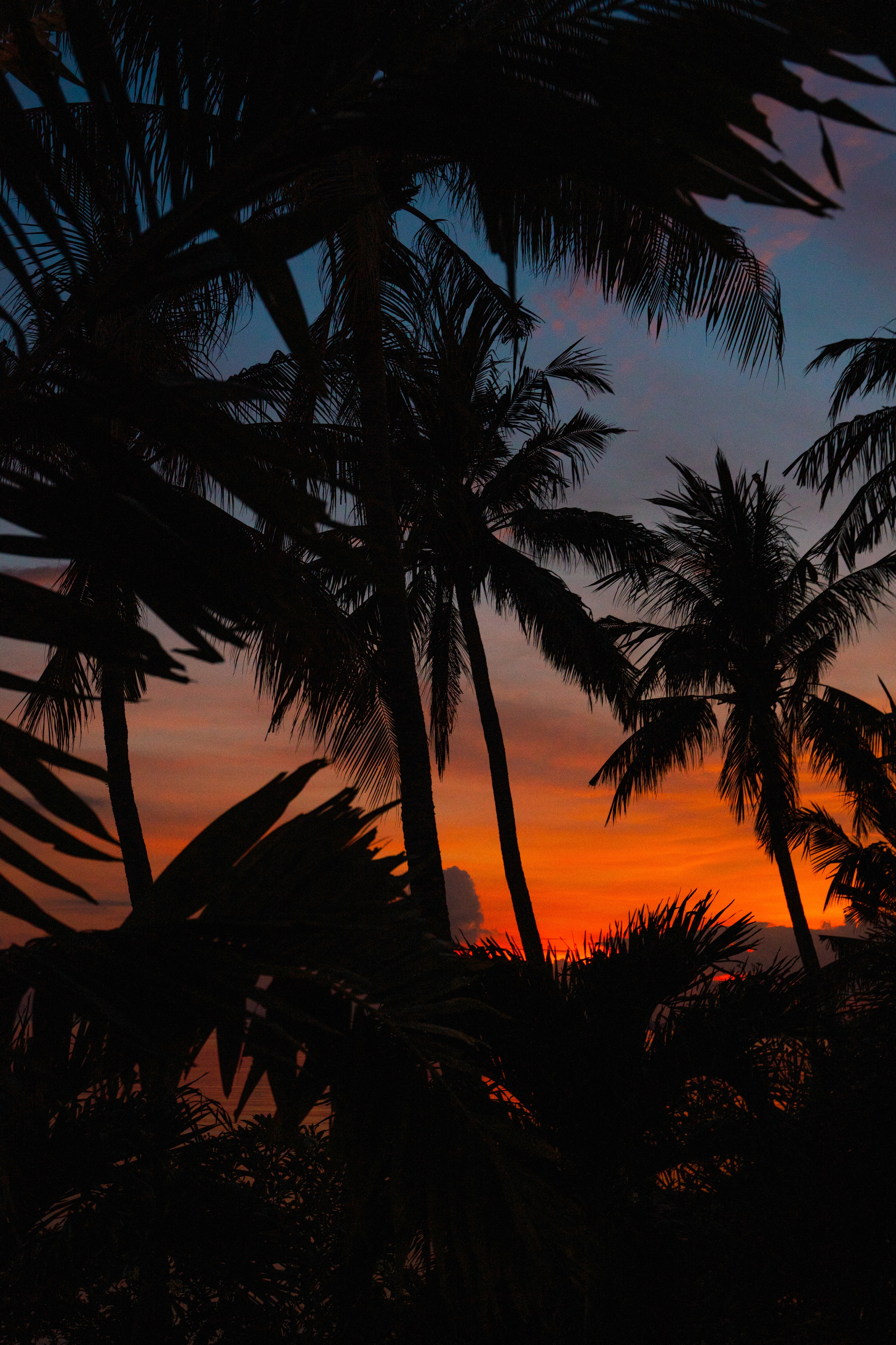 Download mobile wallpaper Dusk, Twilight, Palms, Silhouettes, Dark for free.