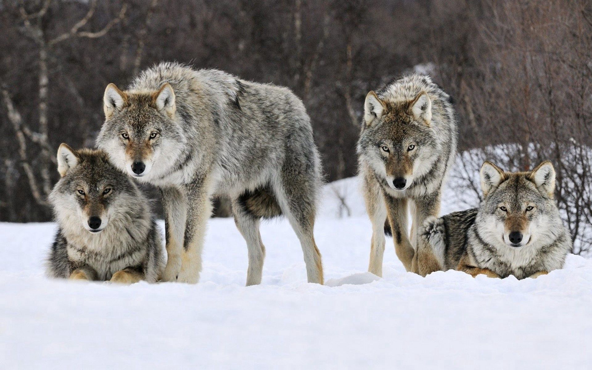 PCデスクトップに群れ, オオカミ, 捕食者, 動物, 雪, プレデター画像を無料でダウンロード