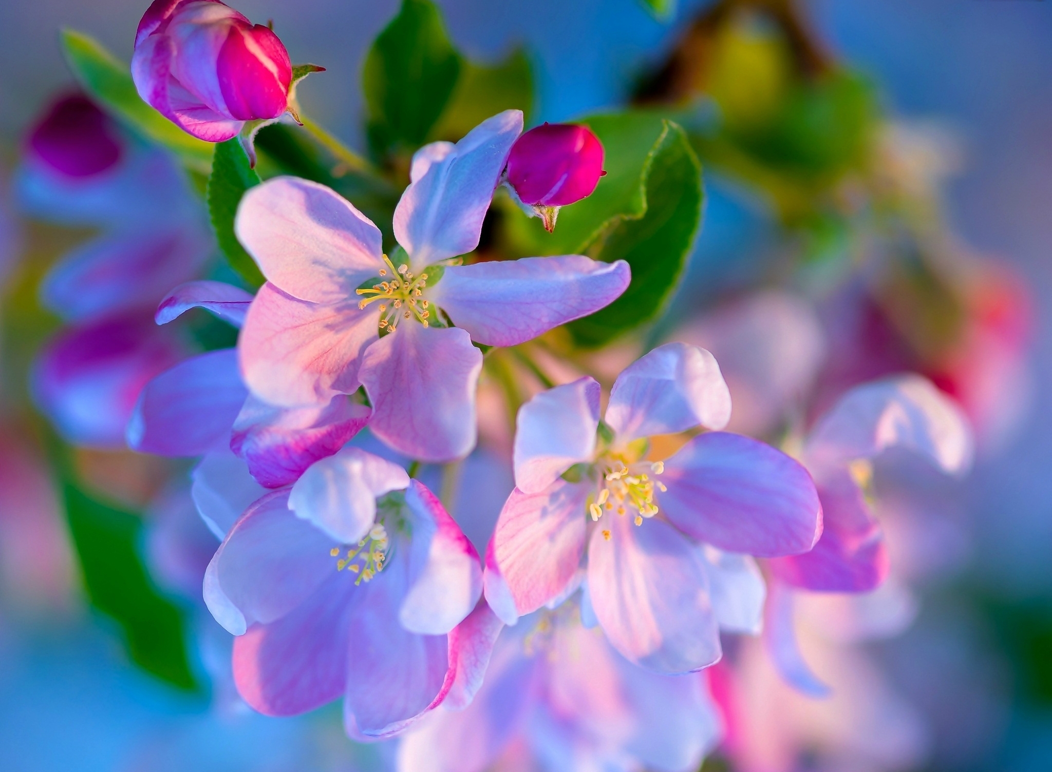 Baixe gratuitamente a imagem Flores, Flor, Flor Rosa, Floração, Ramo, Terra/natureza na área de trabalho do seu PC
