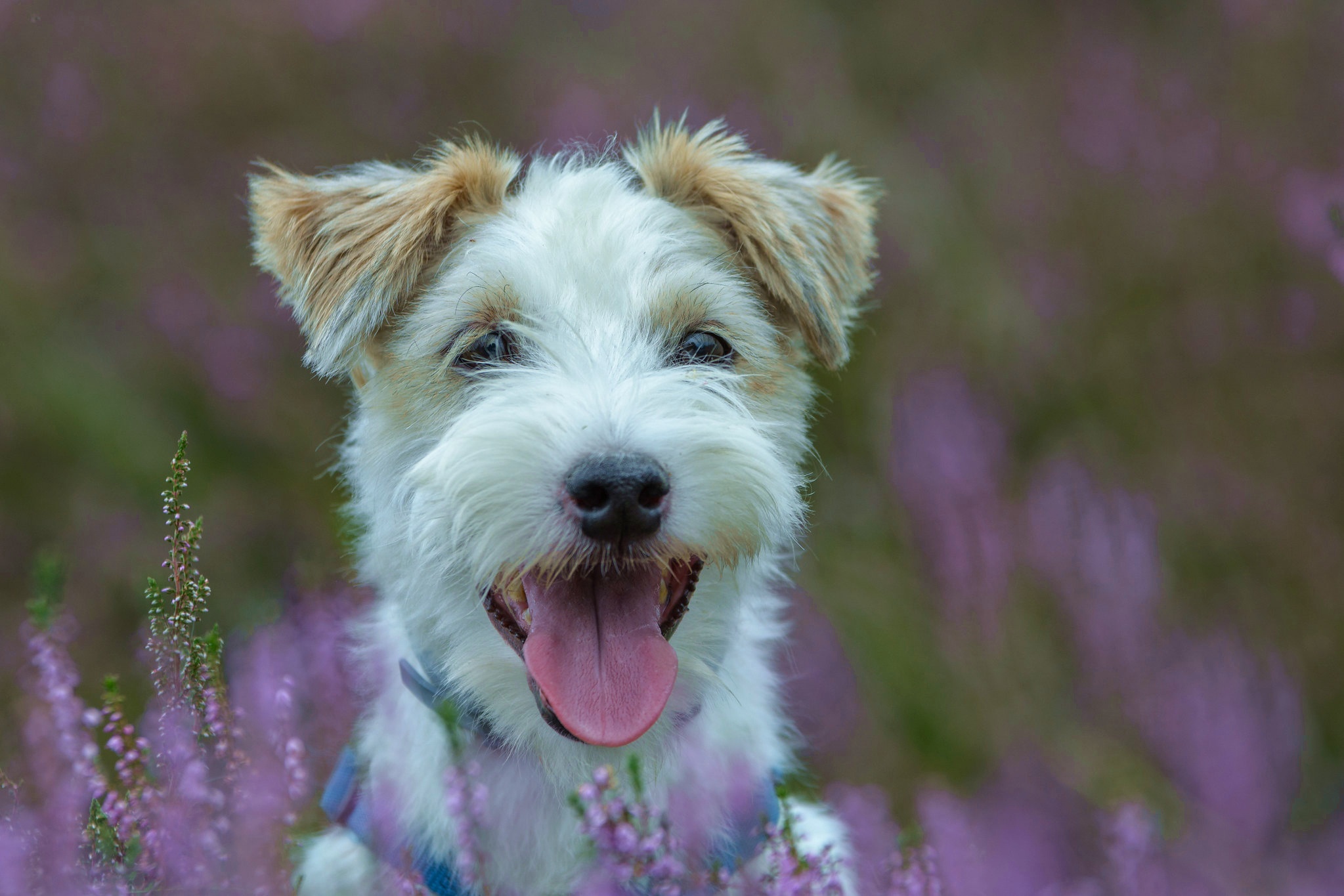 Laden Sie das Tiere, Hunde, Hund, Jack Russell Terrier-Bild kostenlos auf Ihren PC-Desktop herunter