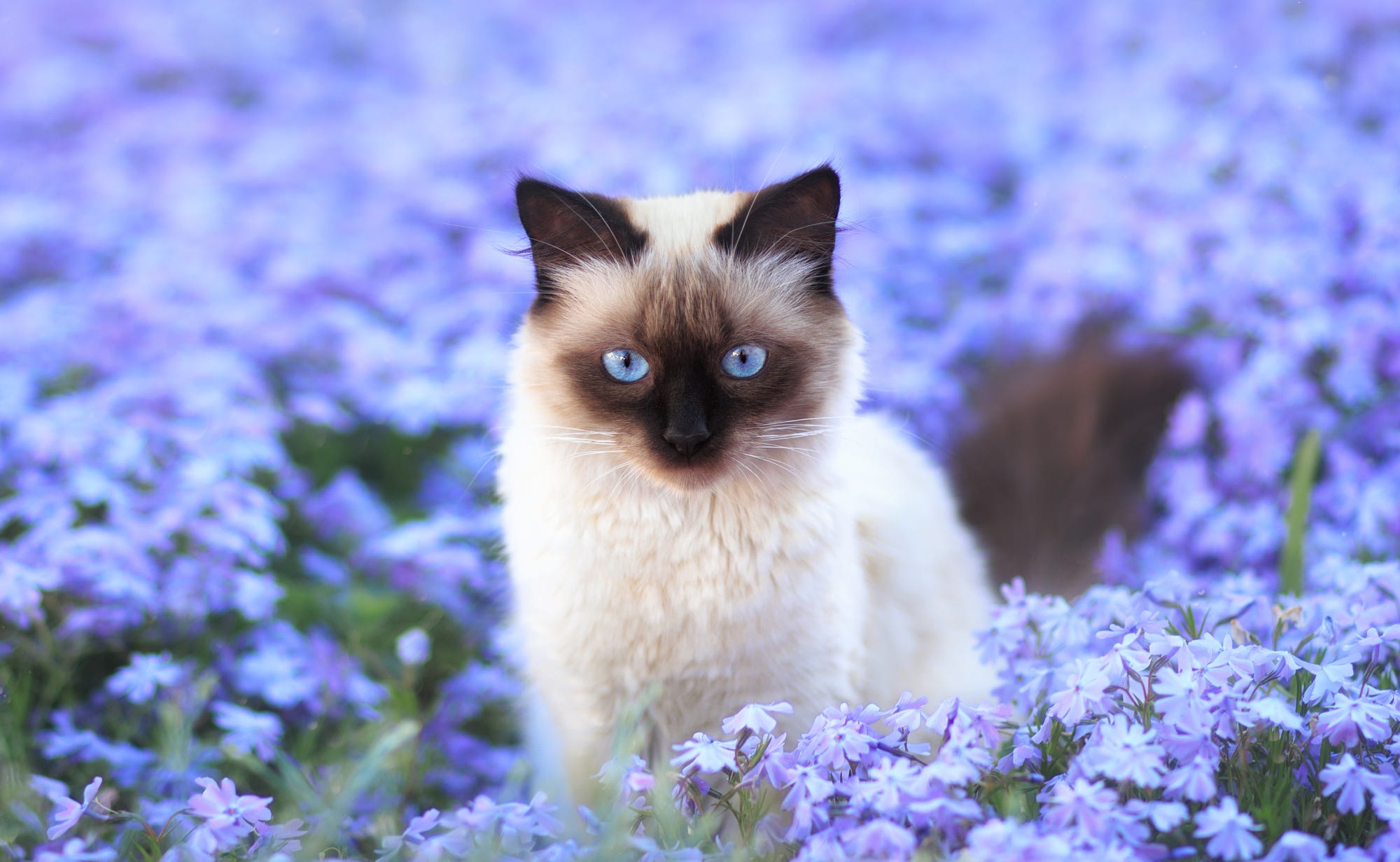 416242画像をダウンロードシャム猫, 動物, ネコ, 青い花, 分野, 花, 猫-壁紙とスクリーンセーバーを無料で