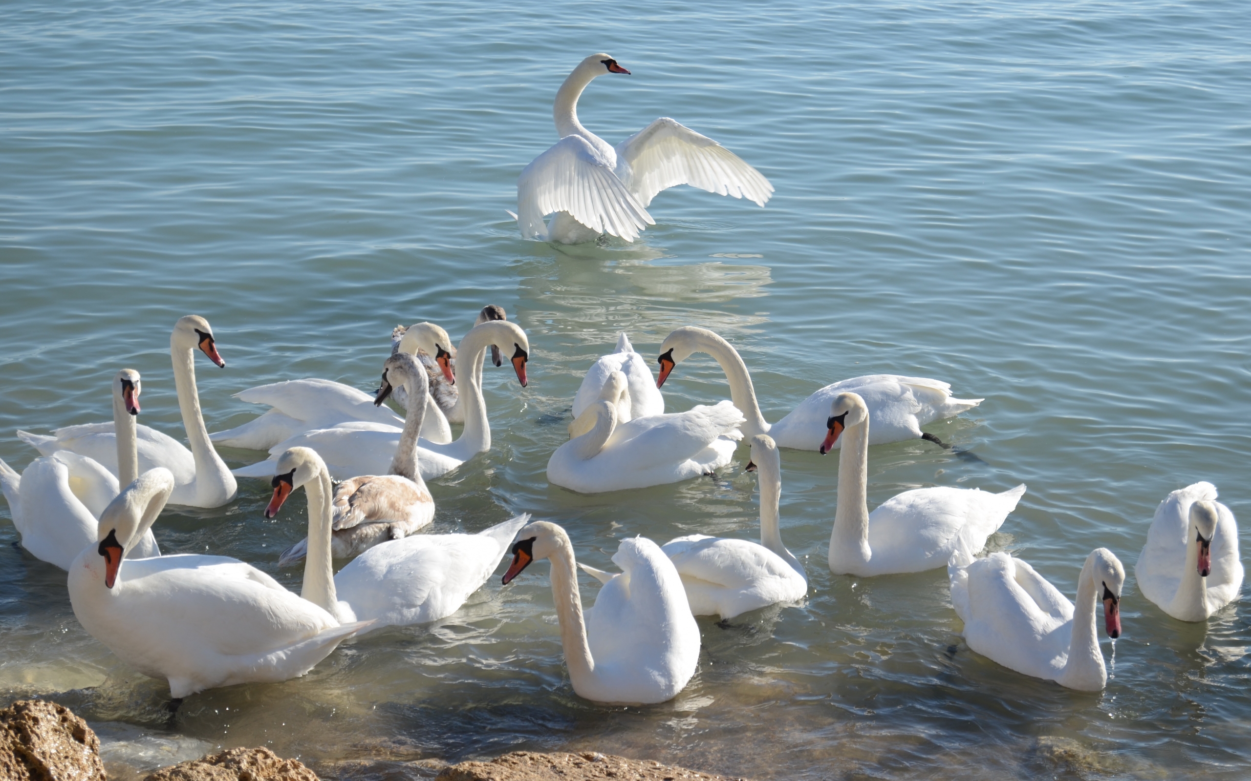 Free download wallpaper Birds, Animal, Mute Swan on your PC desktop
