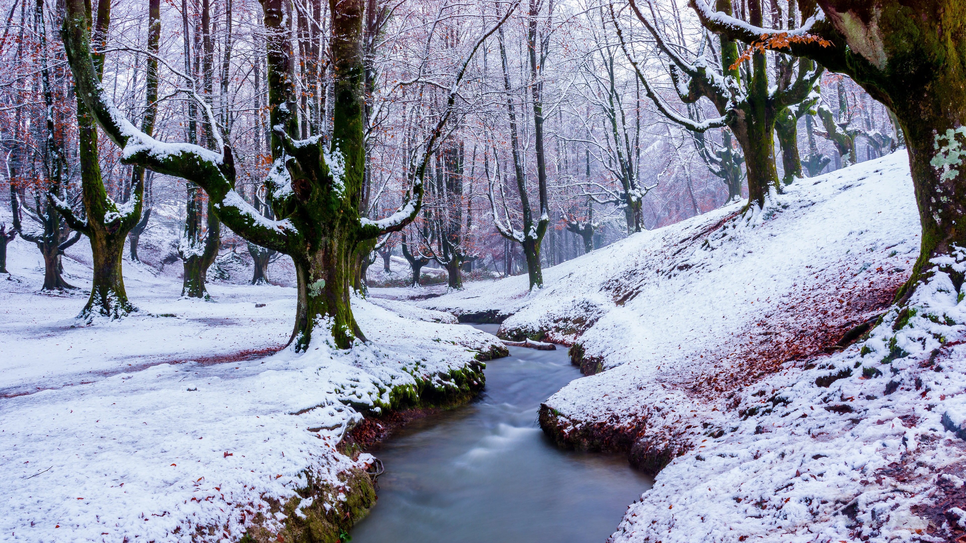 Скачать обои бесплатно Зима, Природа, Снег, Лес, Дерево, Ручей, Земля/природа картинка на рабочий стол ПК