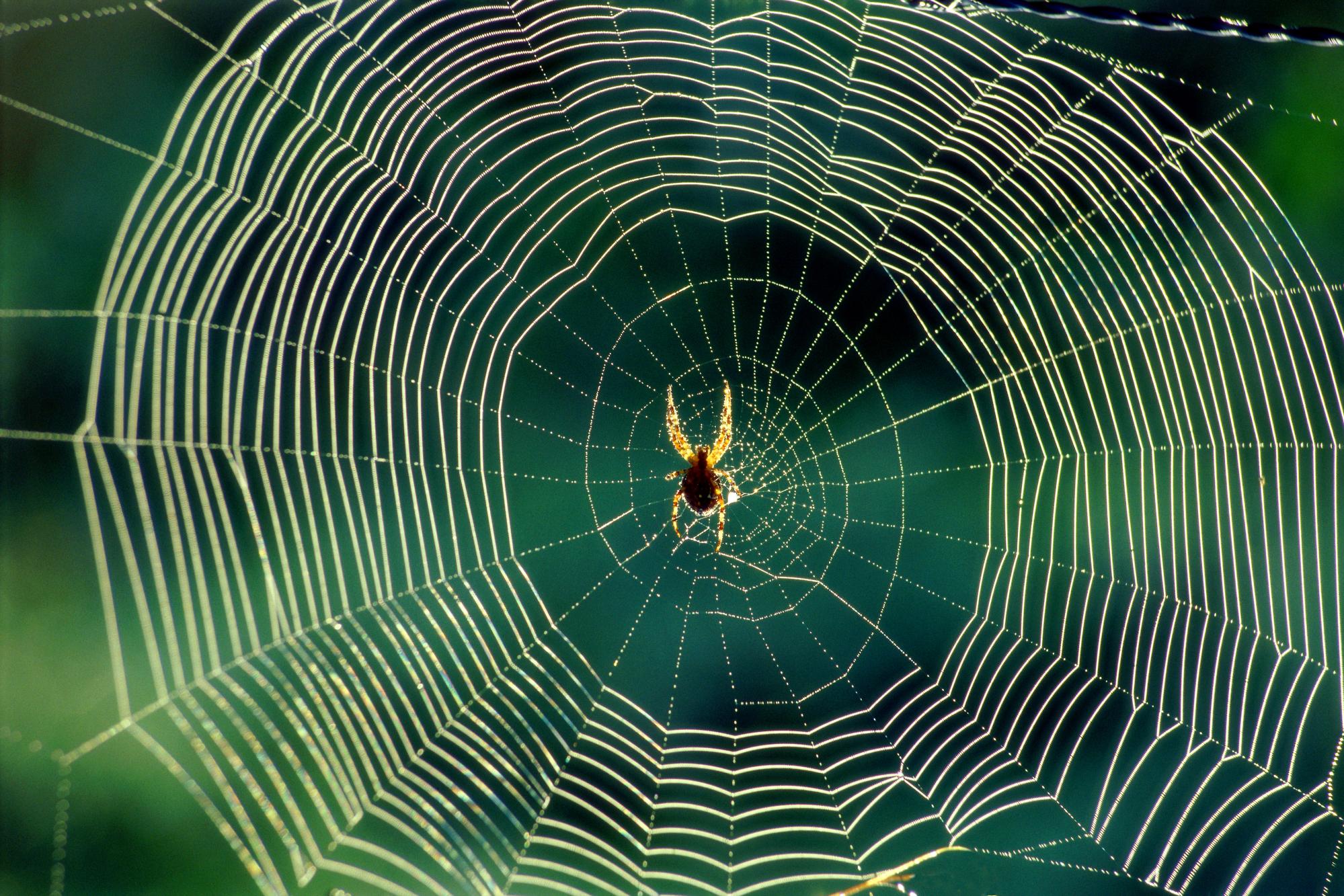 photography, spider web, spider