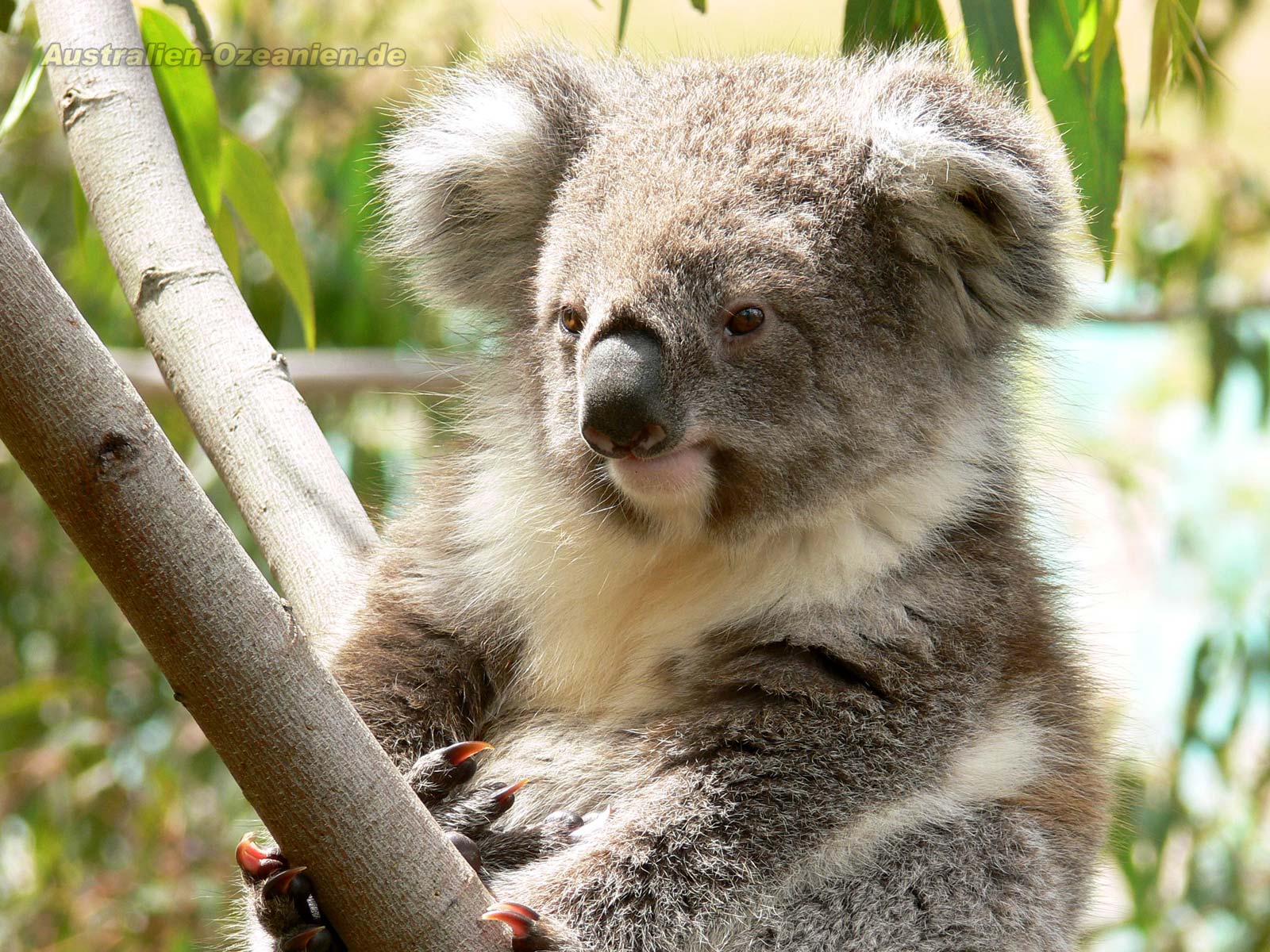 531924 télécharger l'image animaux, koala - fonds d'écran et économiseurs d'écran gratuits