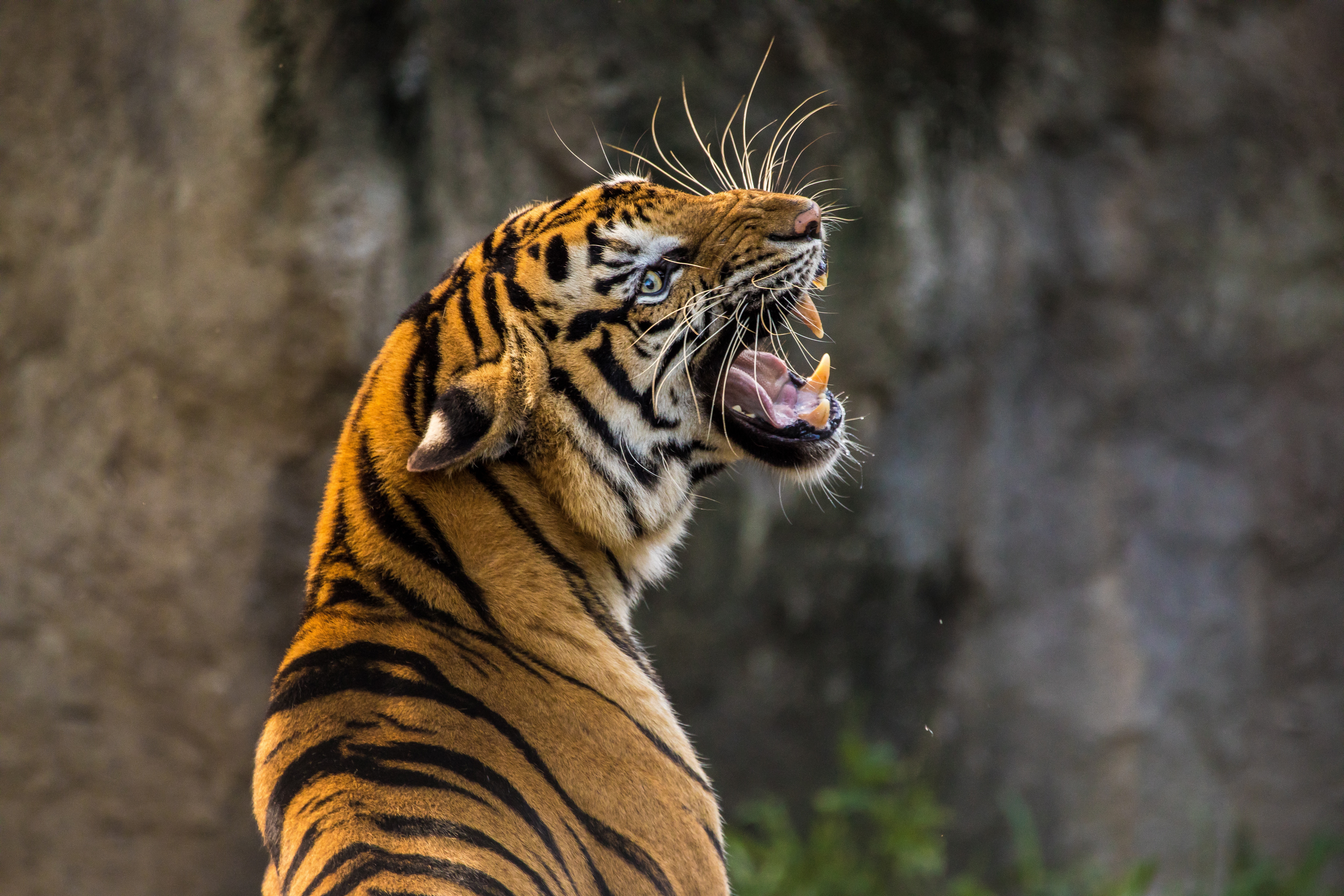 tiger, predator, animals, grin, fangs Free Stock Photo