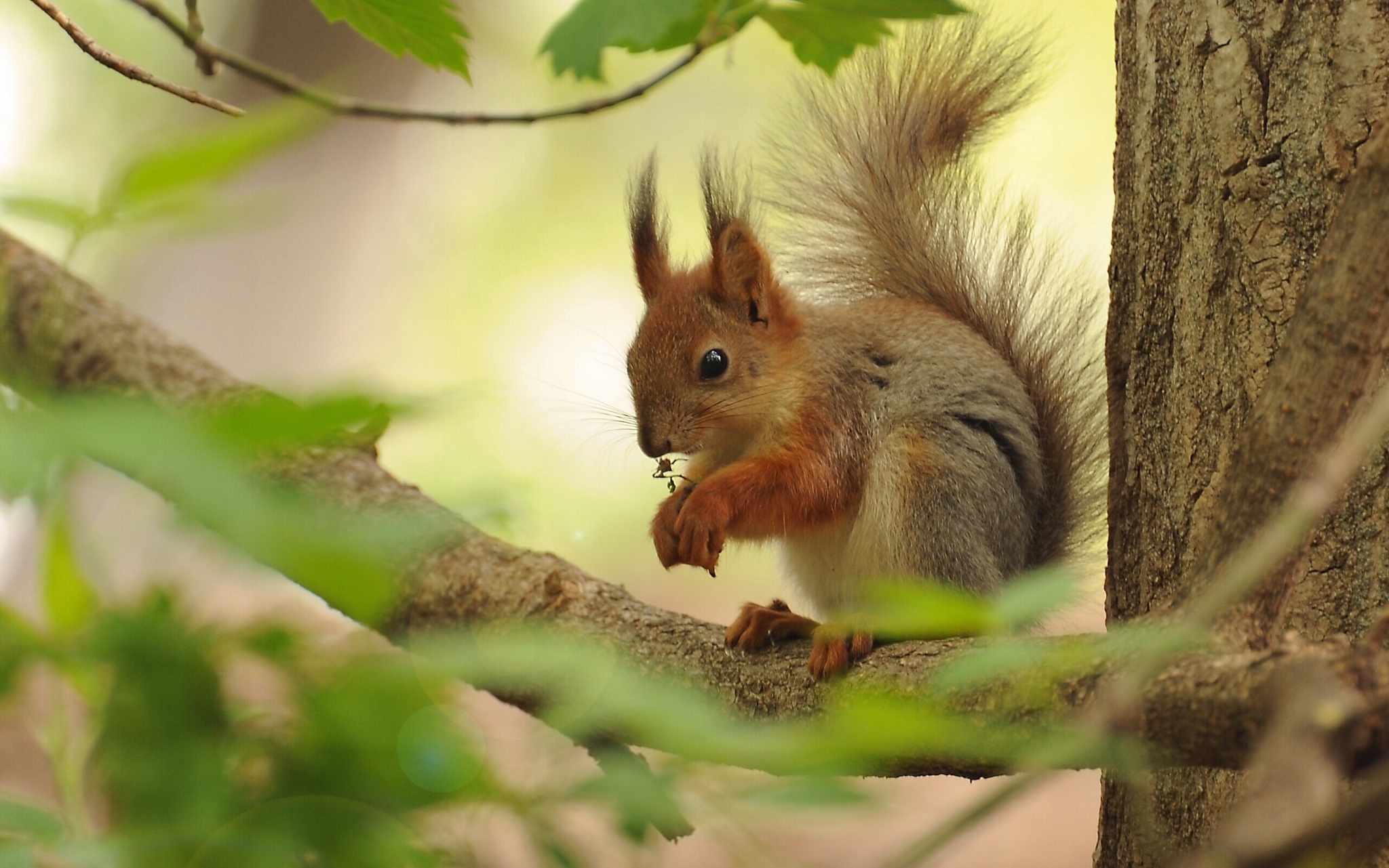 Laden Sie das Tiere, Eichhörnchen, Ast, Nagetier-Bild kostenlos auf Ihren PC-Desktop herunter