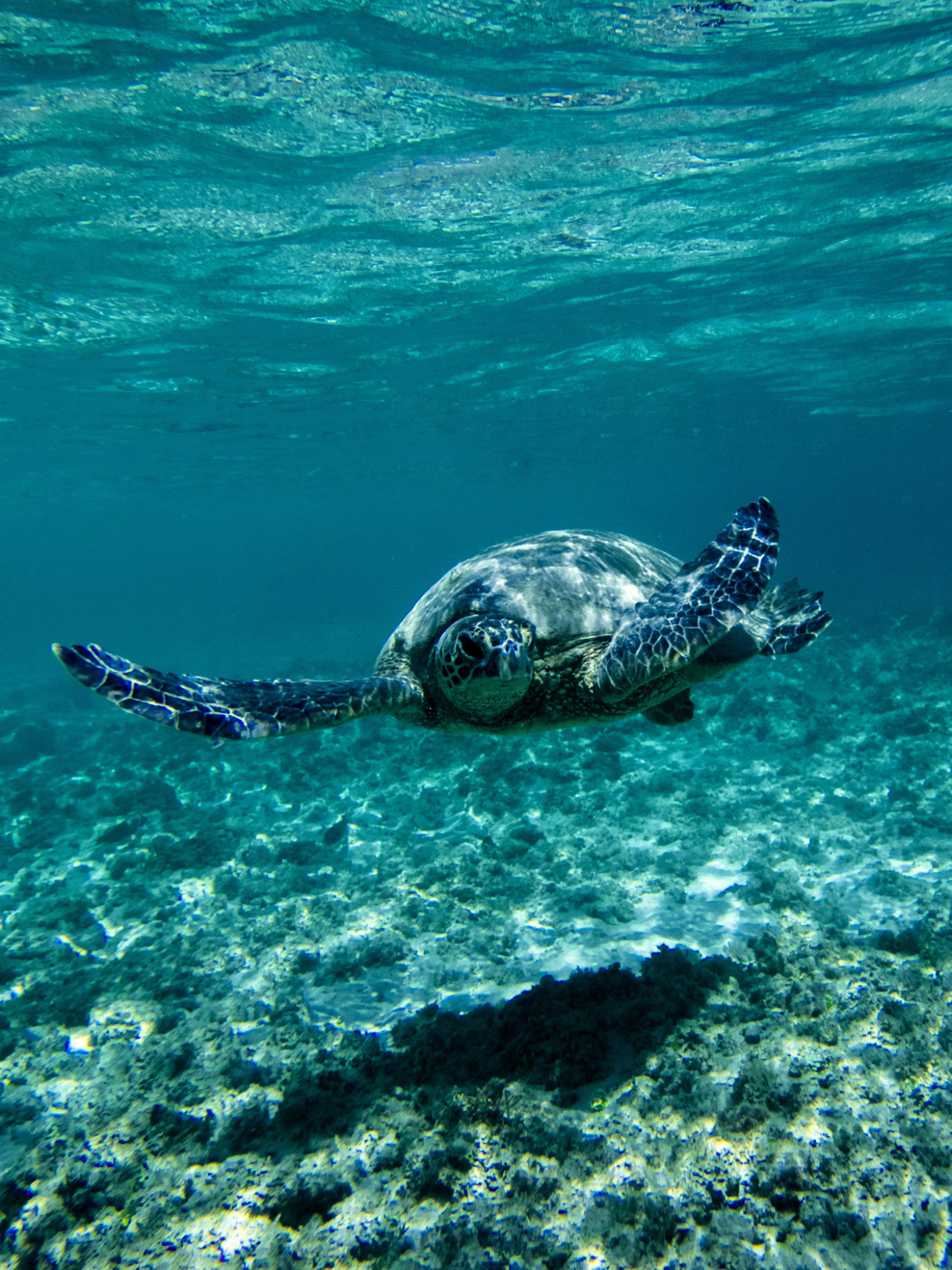 Handy-Wallpaper Tiere, Unterwasser, Schildkröte, Schildkröten, Seeleben, Leben Im Meer kostenlos herunterladen.