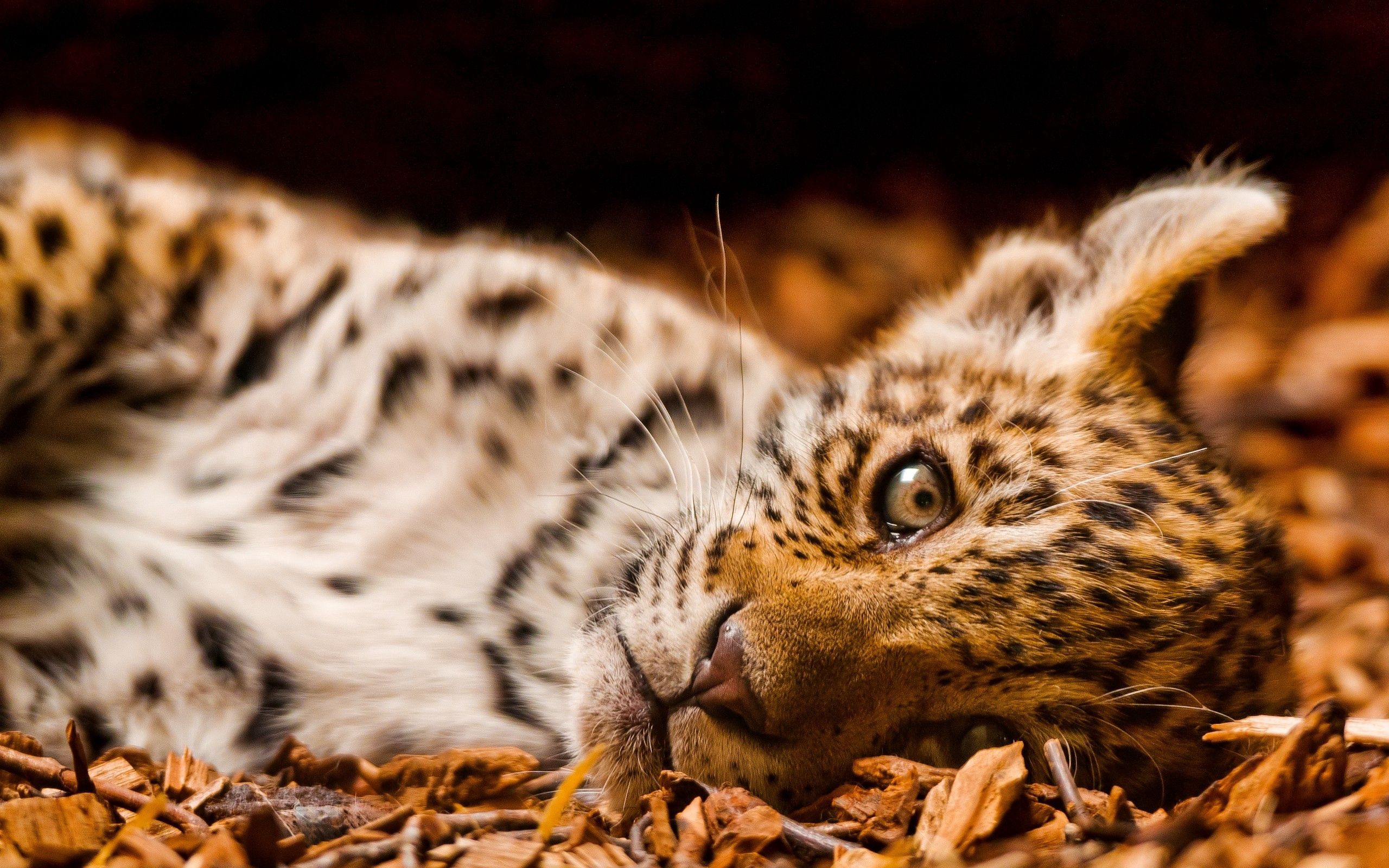 to lie down, animals, jaguar, young, lie, foliage, joey download HD wallpaper