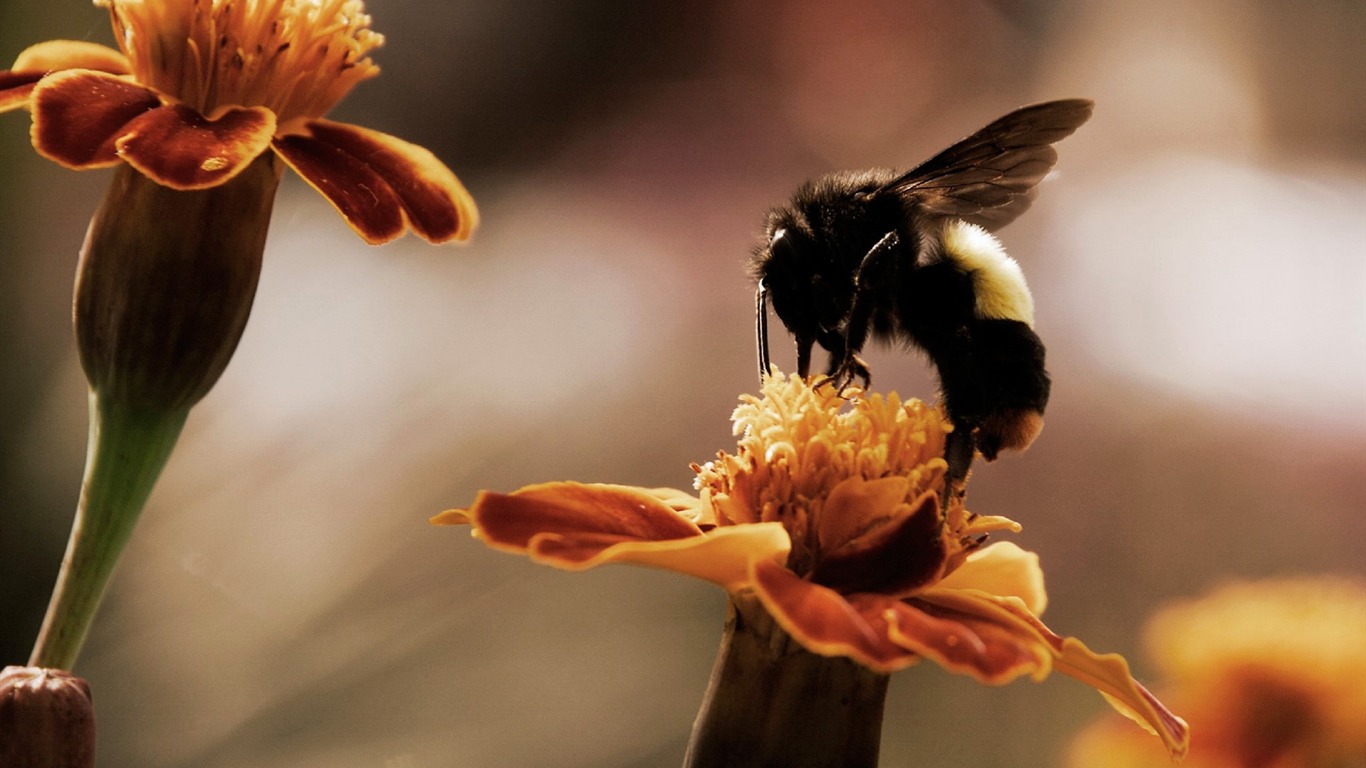 Download mobile wallpaper Bee, Animal for free.