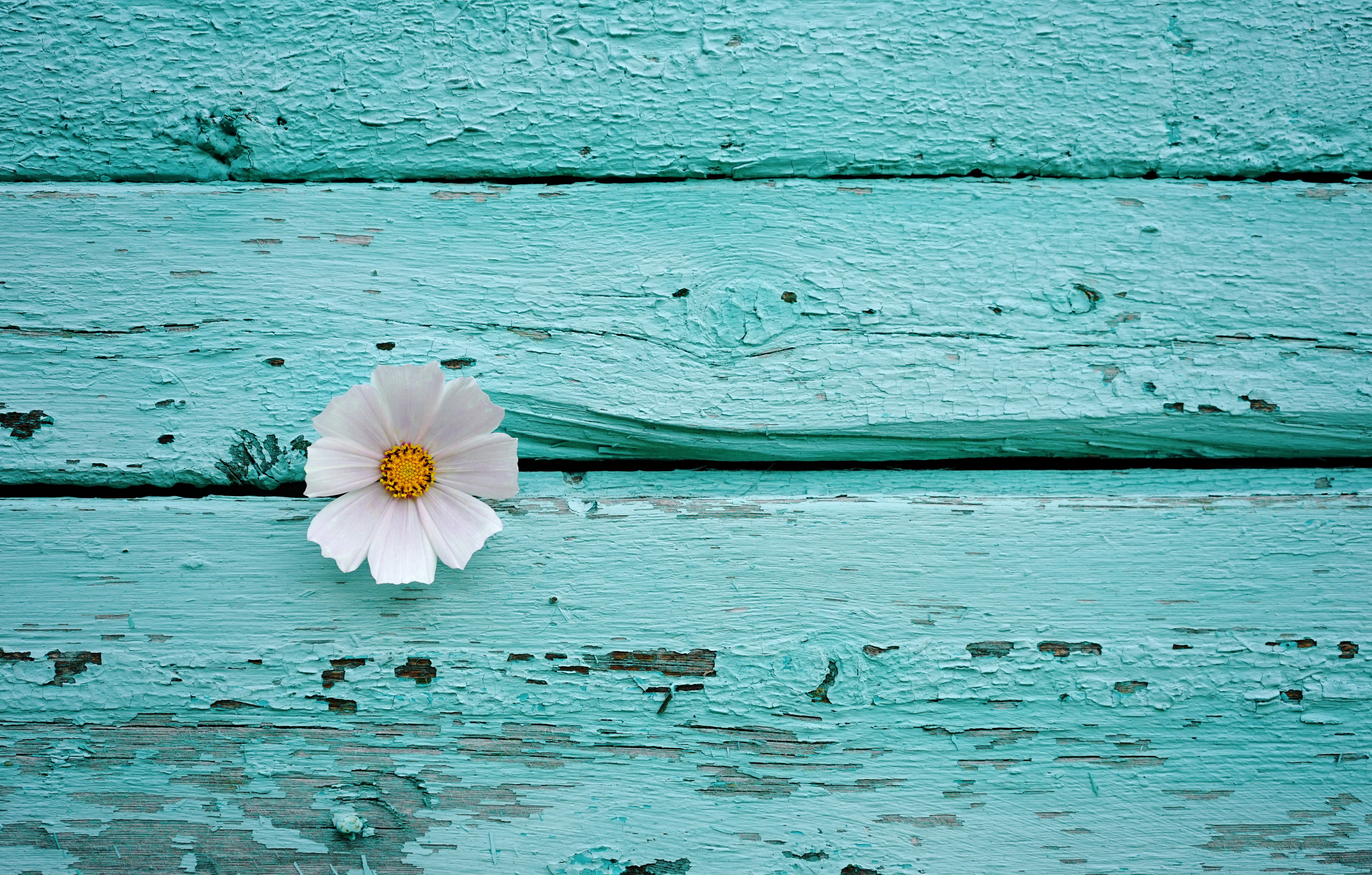 Free download wallpaper Flower, Wood, Wall, Cosmos, Man Made on your PC desktop