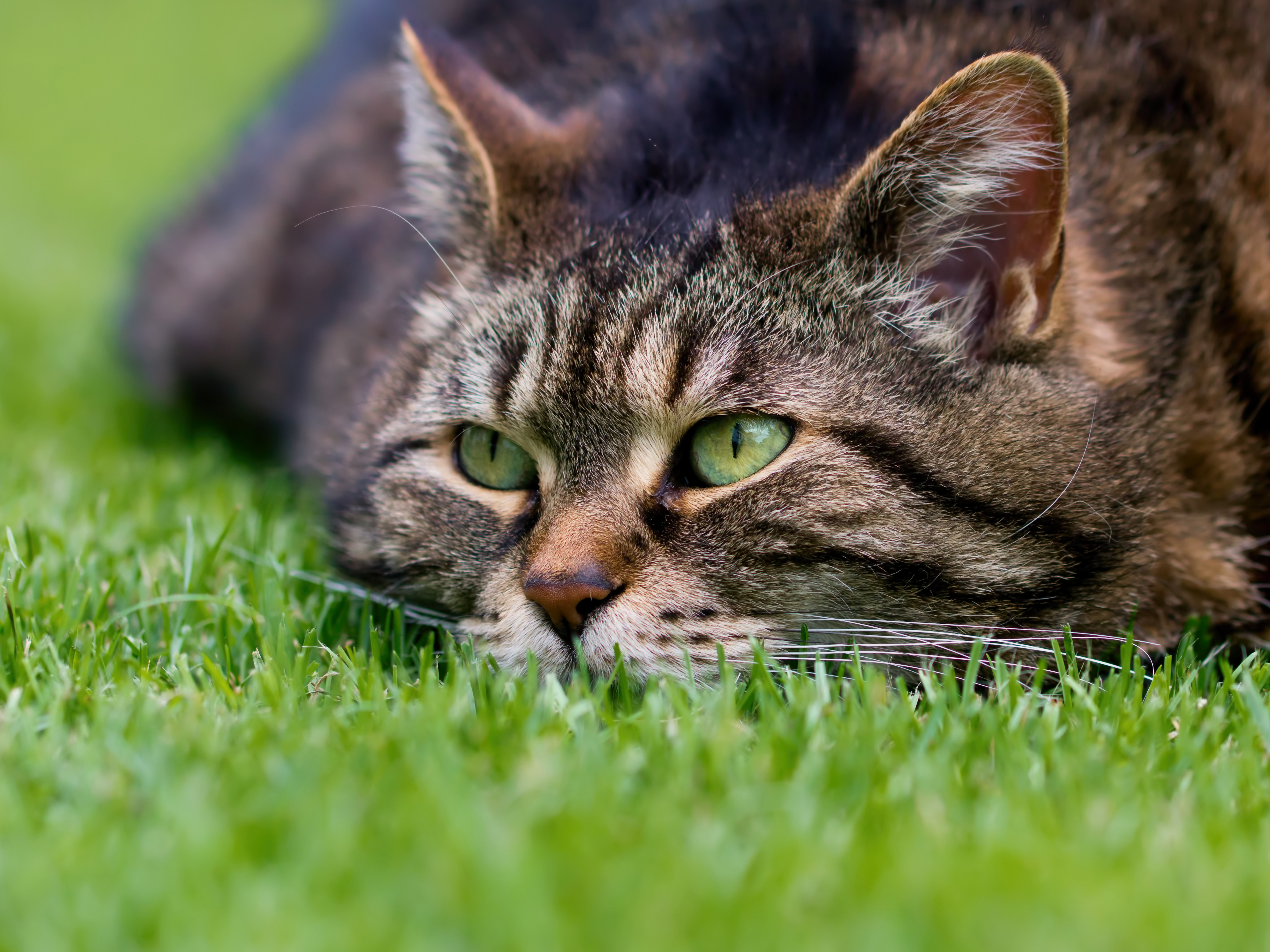 Download mobile wallpaper Cats, Grass, Cat, Muzzle, Animal, Stare for free.