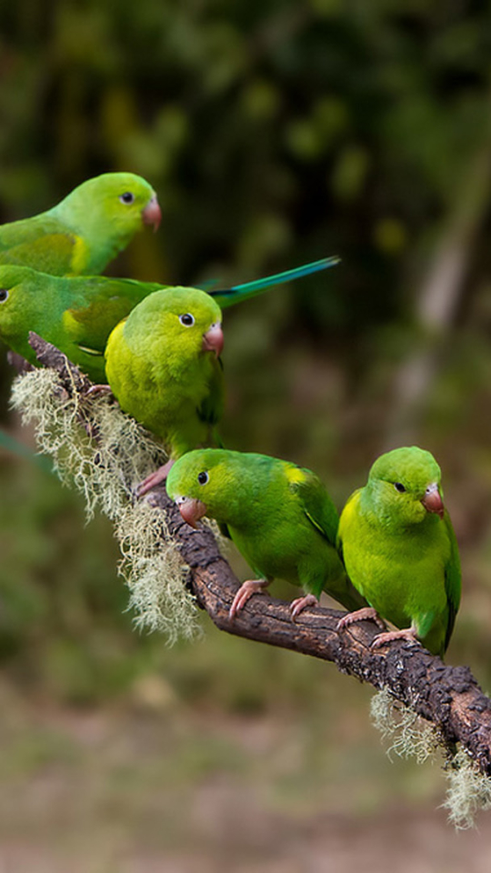 parakeet, animal, birds 8K