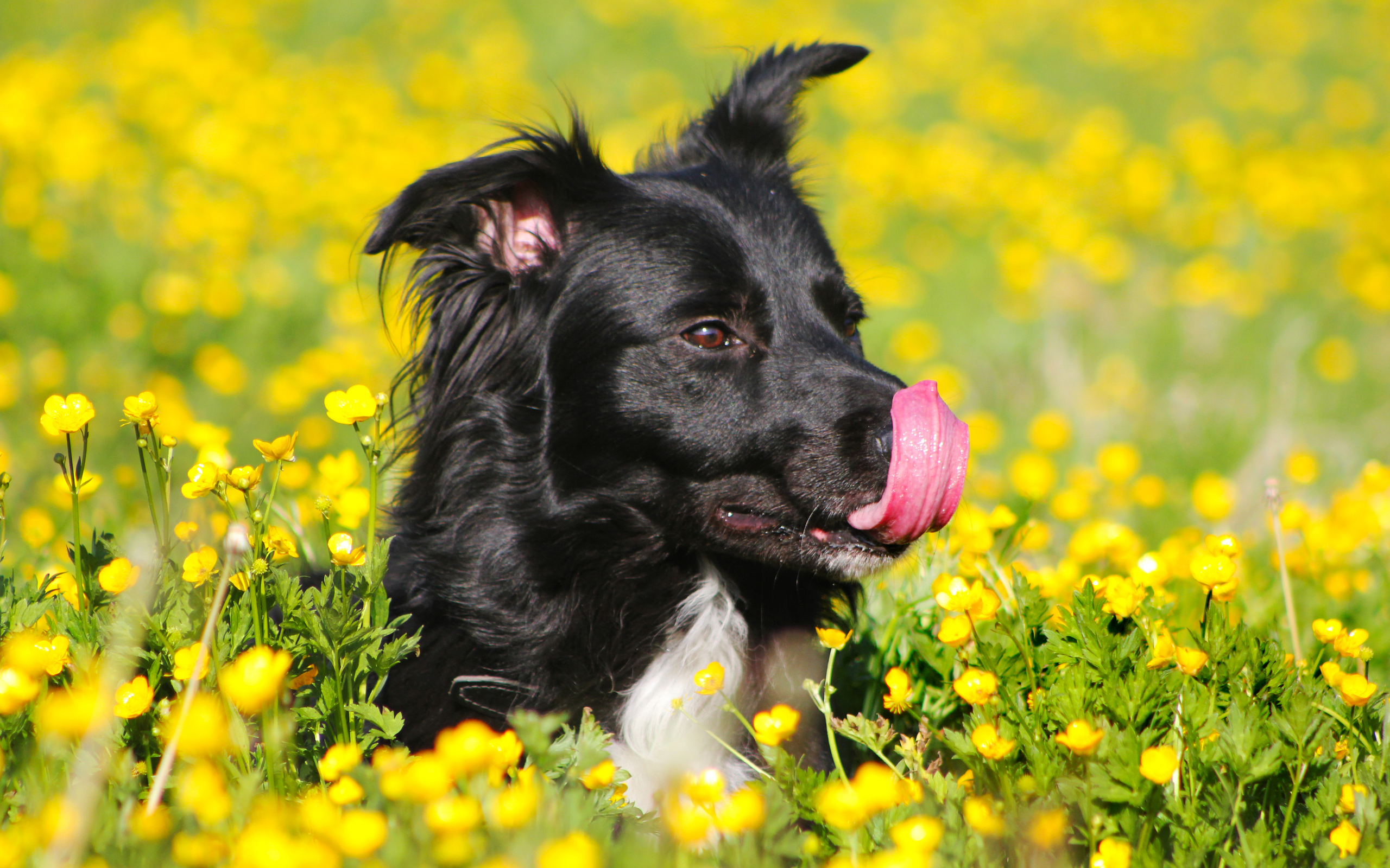 Handy-Wallpaper Tiere, Hunde, Hund kostenlos herunterladen.