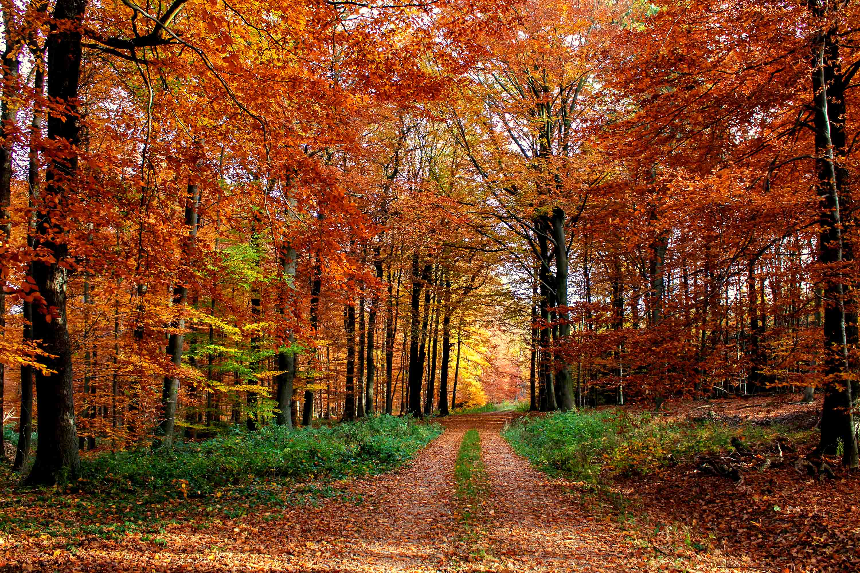 Download mobile wallpaper Forest, Fall, Earth, Path for free.