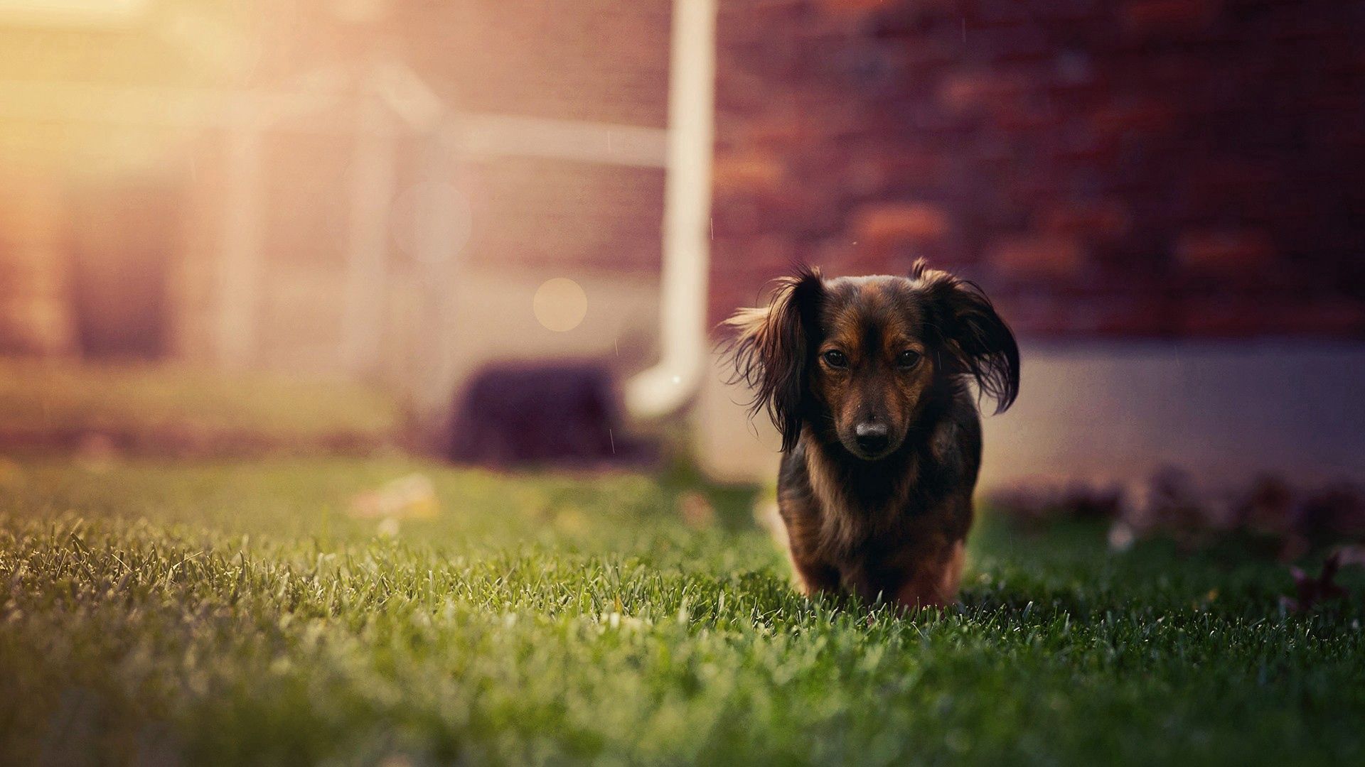 Download mobile wallpaper Ears, Grass, Dog, Stroll, Animals for free.