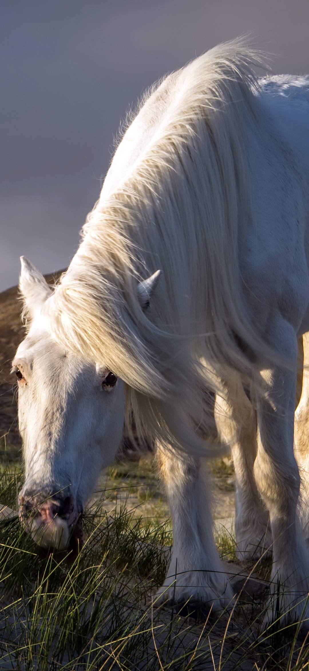 Handy-Wallpaper Tiere, Hauspferd kostenlos herunterladen.