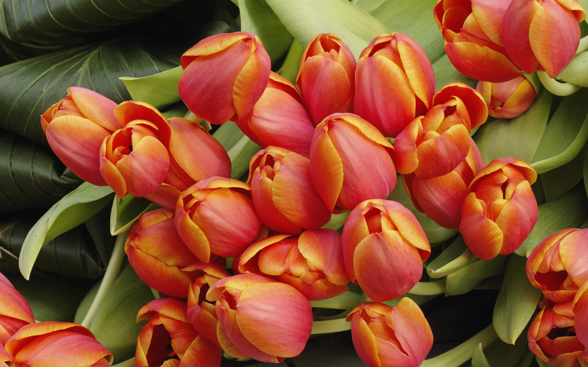 Descarga gratis la imagen Naturaleza, Flores, Flor, Tulipán, Tierra/naturaleza en el escritorio de tu PC