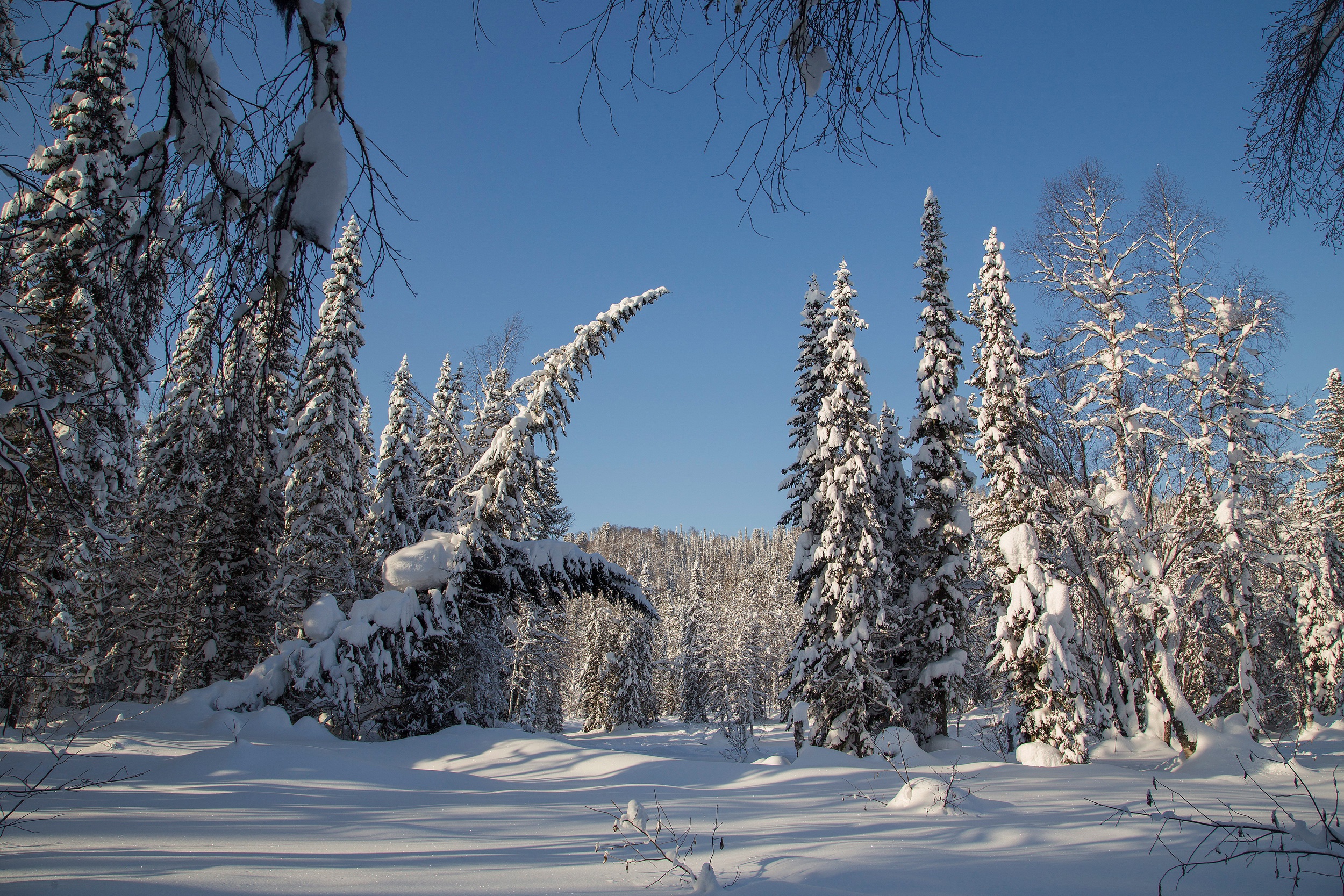 Скачать картинку Зима, Природа, Снег, Лес, Ель, Земля/природа в телефон бесплатно.