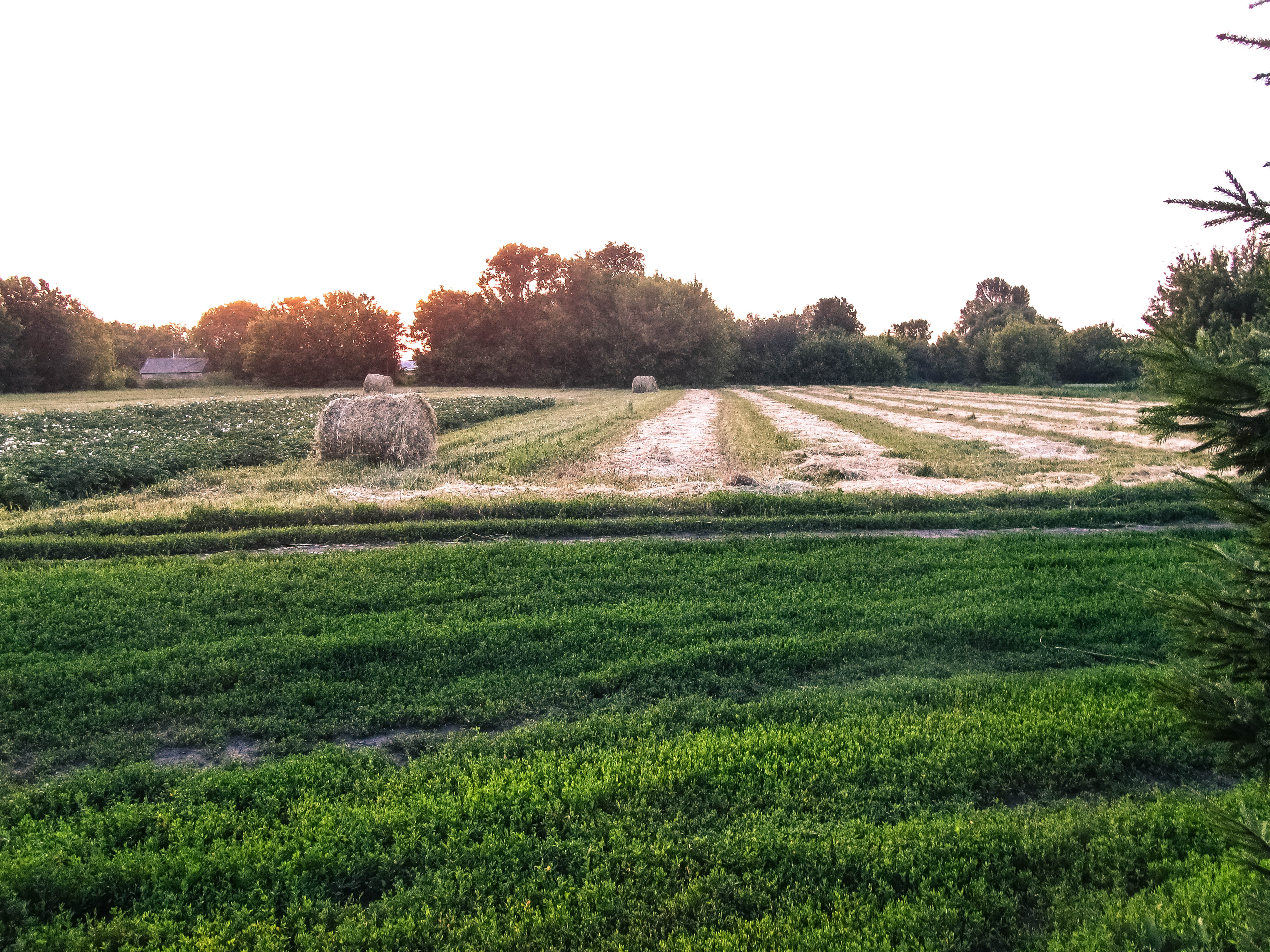 Baixar papel de parede para celular de Campo, Terra/natureza gratuito.