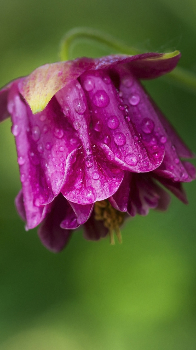 Download mobile wallpaper Nature, Flowers, Flower, Earth, Purple Flower, Water Drop for free.