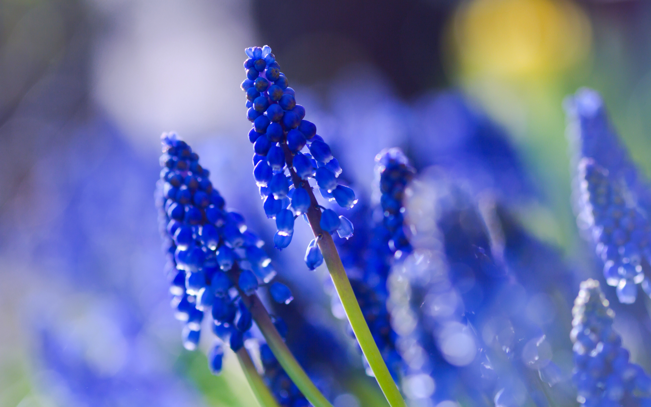 Descarga gratuita de fondo de pantalla para móvil de Flores, Flor, Tierra/naturaleza.