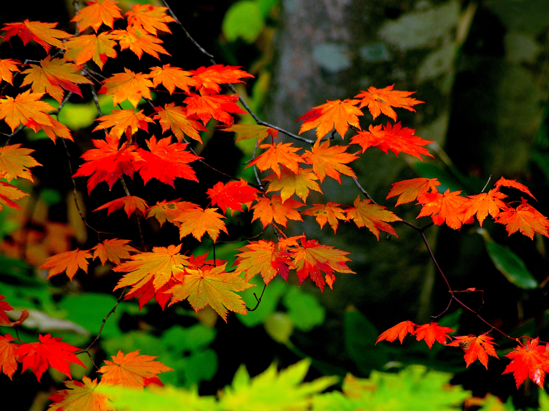 Скачать картинку Осень, Лист, Земля/природа, Оранжевый Цвет) в телефон бесплатно.