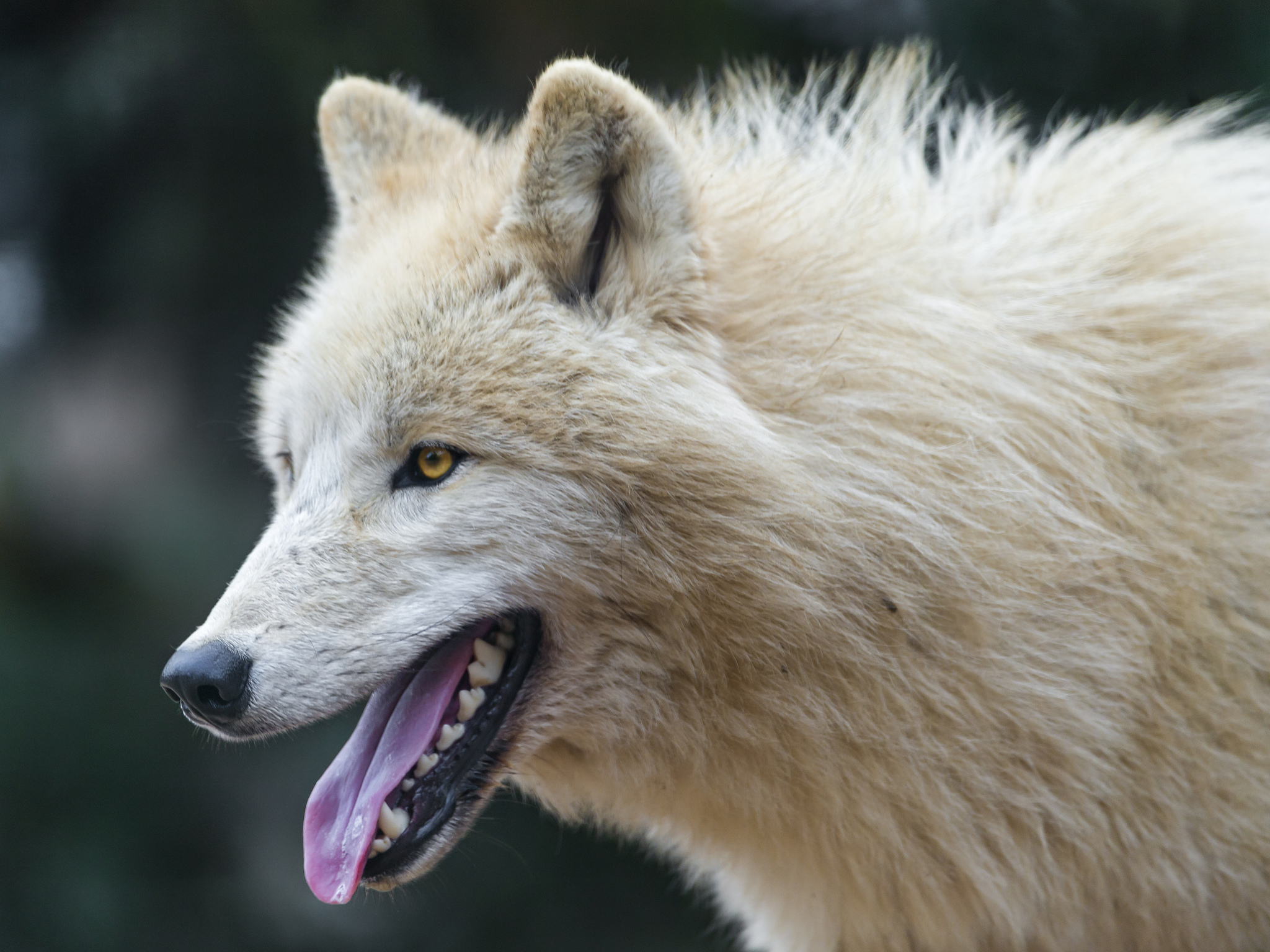 animal, arctic wolf