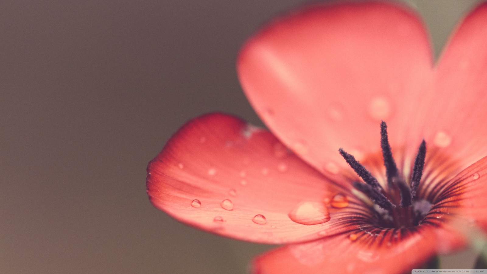 Descarga gratuita de fondo de pantalla para móvil de Flores, Flor, Tierra/naturaleza.