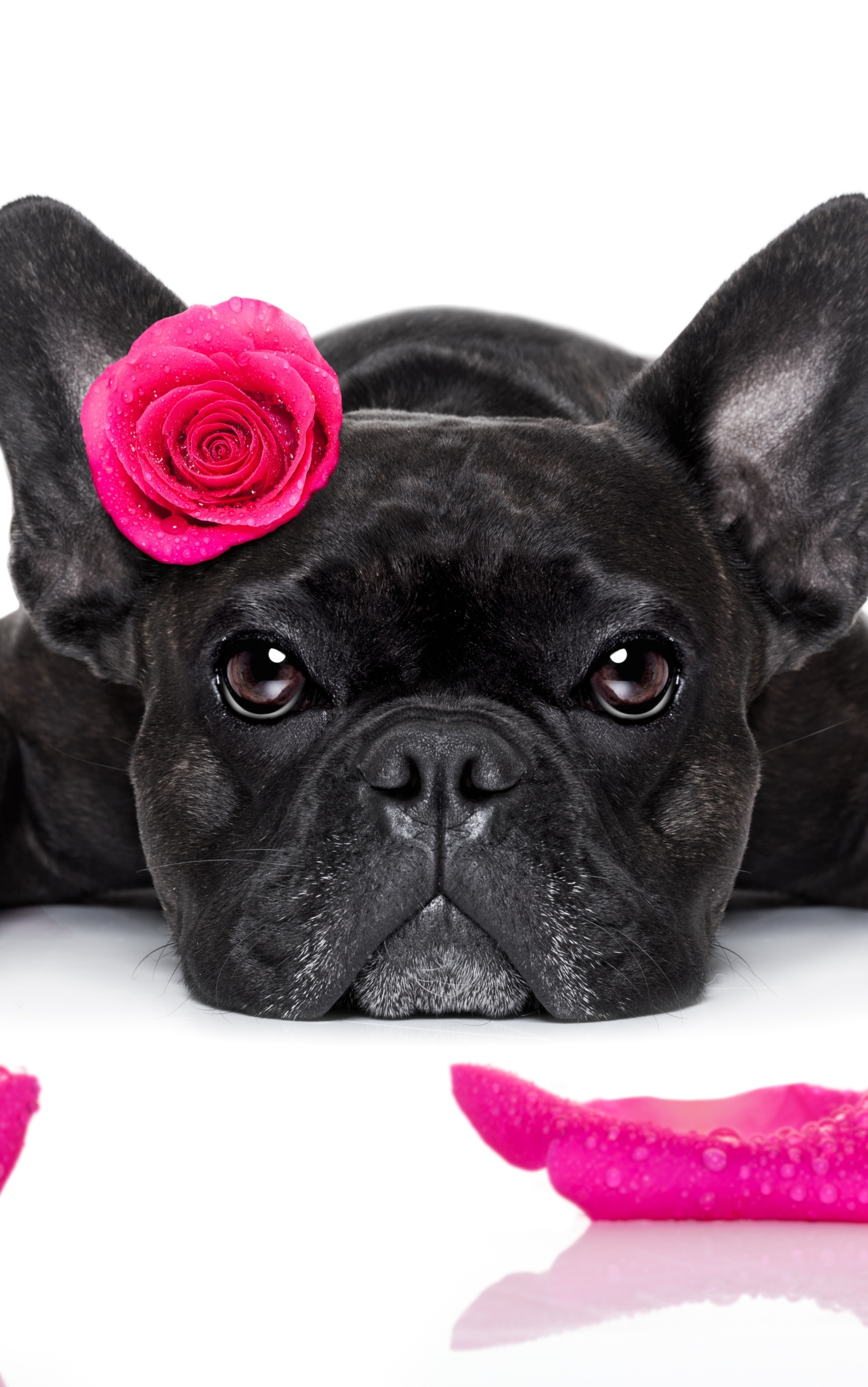 Handy-Wallpaper Tiere, Hunde, Hund, Schnauze, Blütenblatt, Französisch Bulldogge kostenlos herunterladen.