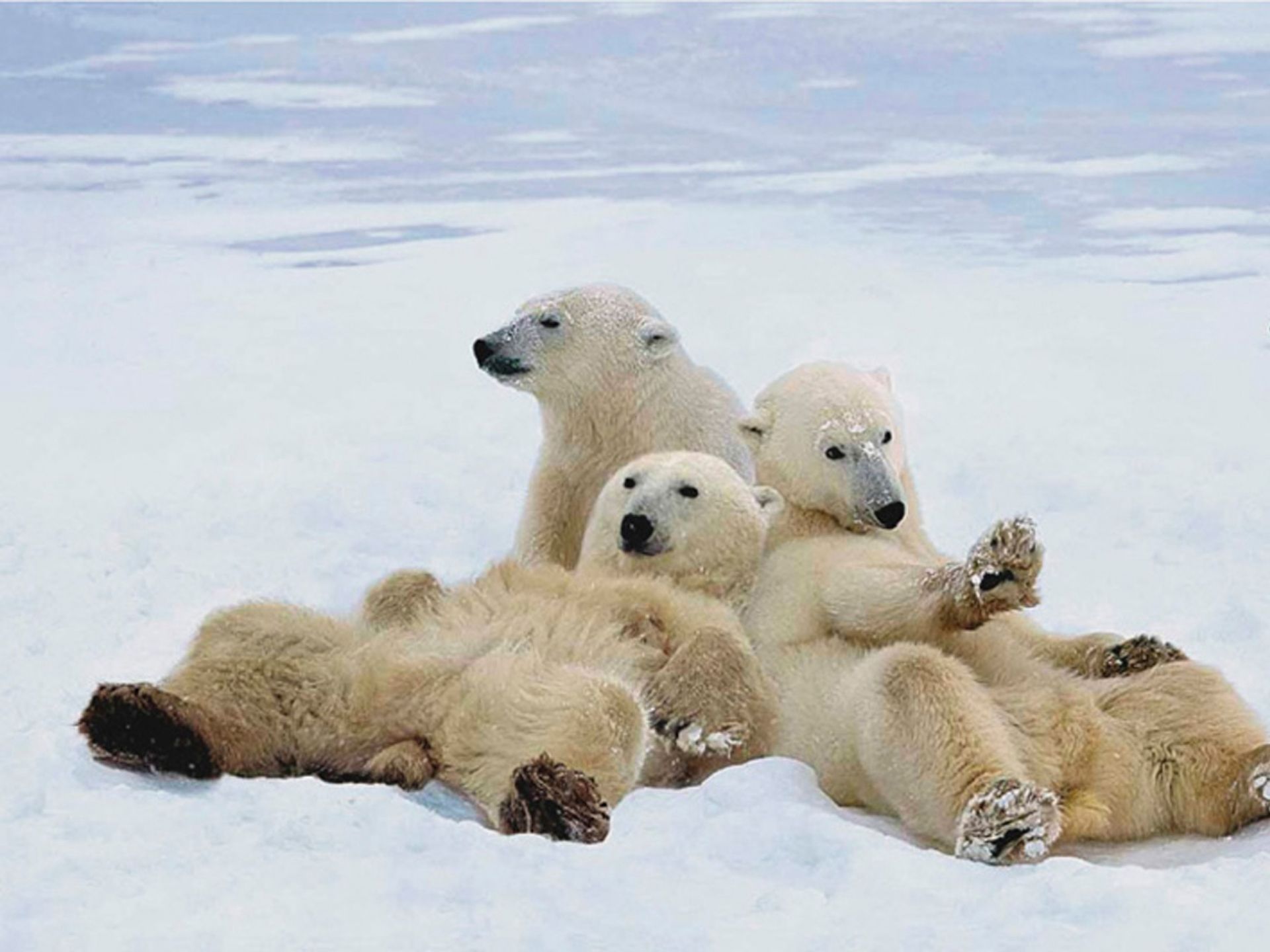 385232 baixar papel de parede animais, urso polar, fofo, relaxar, ursos - protetores de tela e imagens gratuitamente