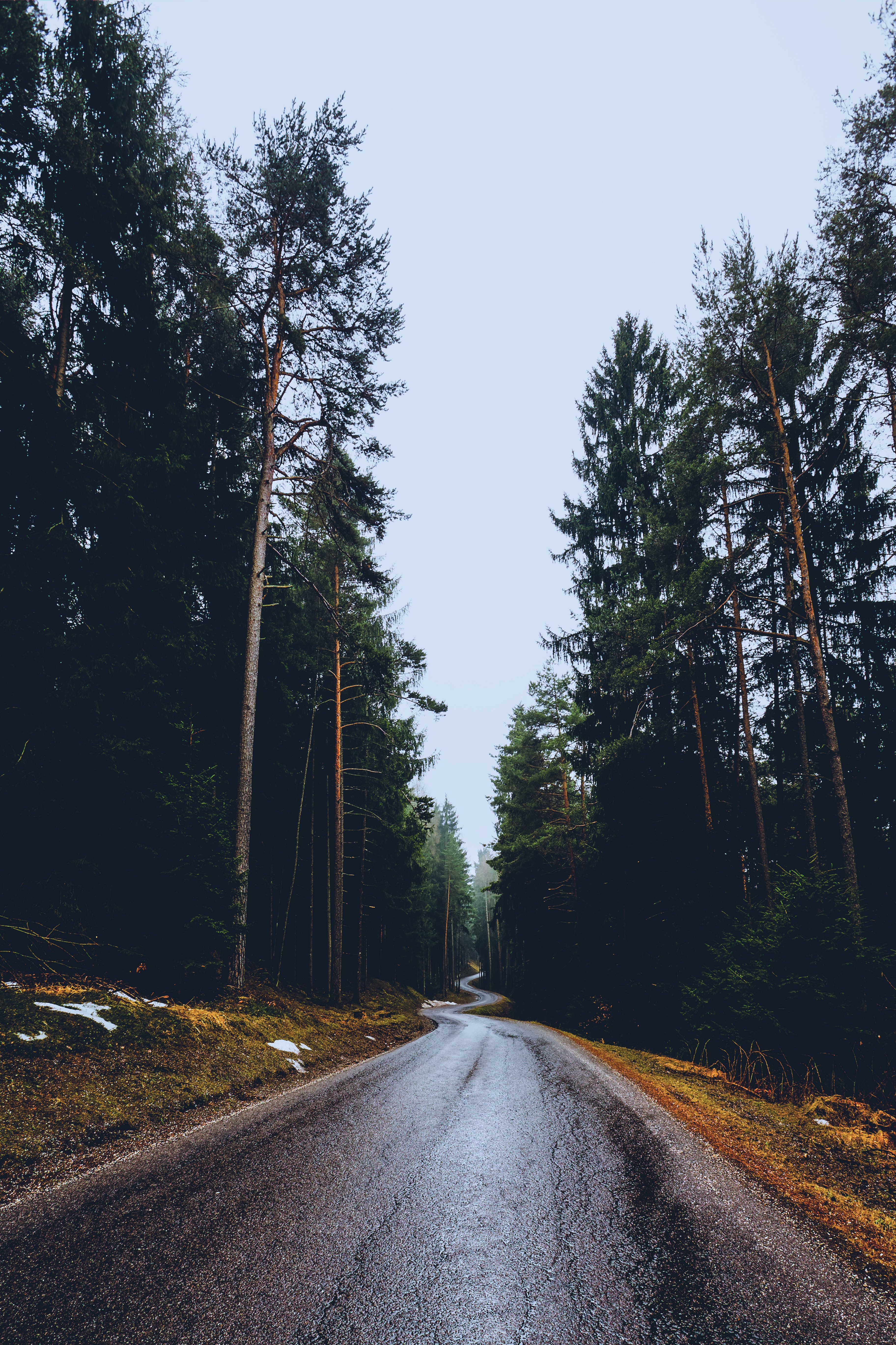 nature, trees, road, wet, asphalt, spring, winding, sinuous, humid